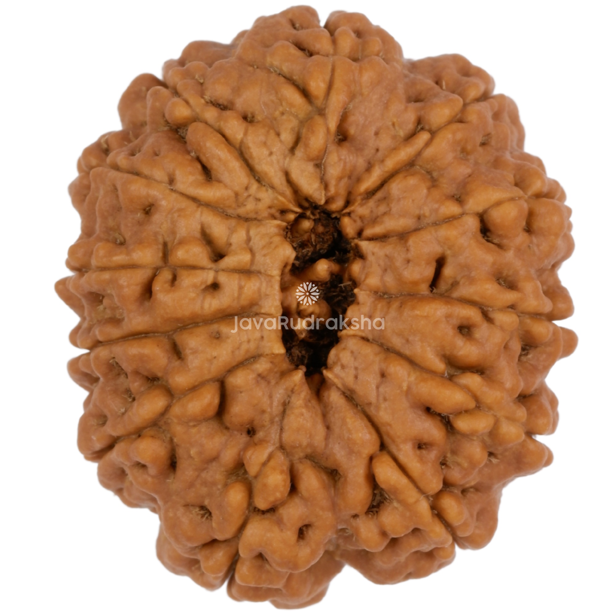 12 Mukhi Java Rudraksha 28.30 mm bottom view