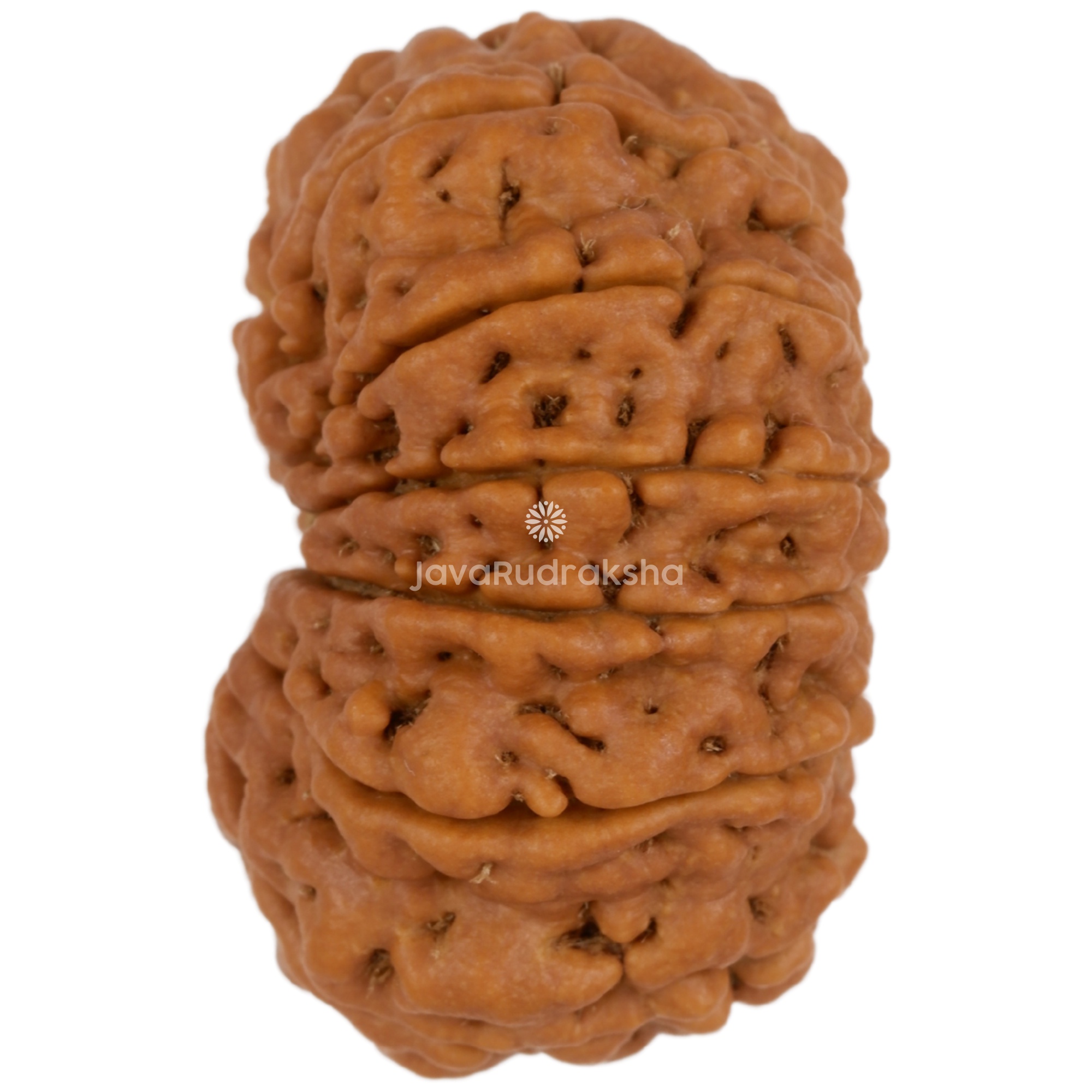 12 Mukhi Java Rudraksha 28.30 mm left side angle