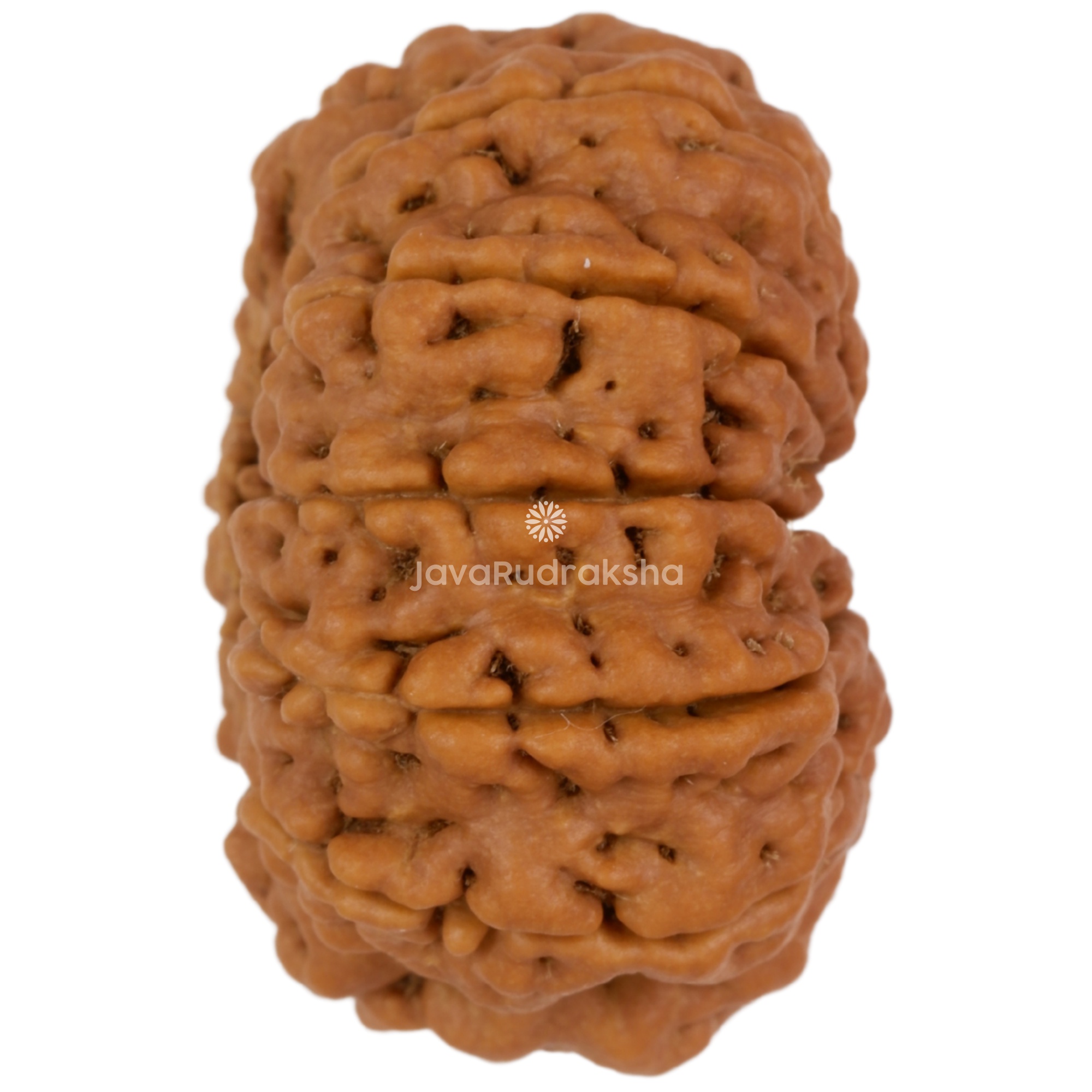 12 Mukhi Java Rudraksha 28.30 mm right side angle