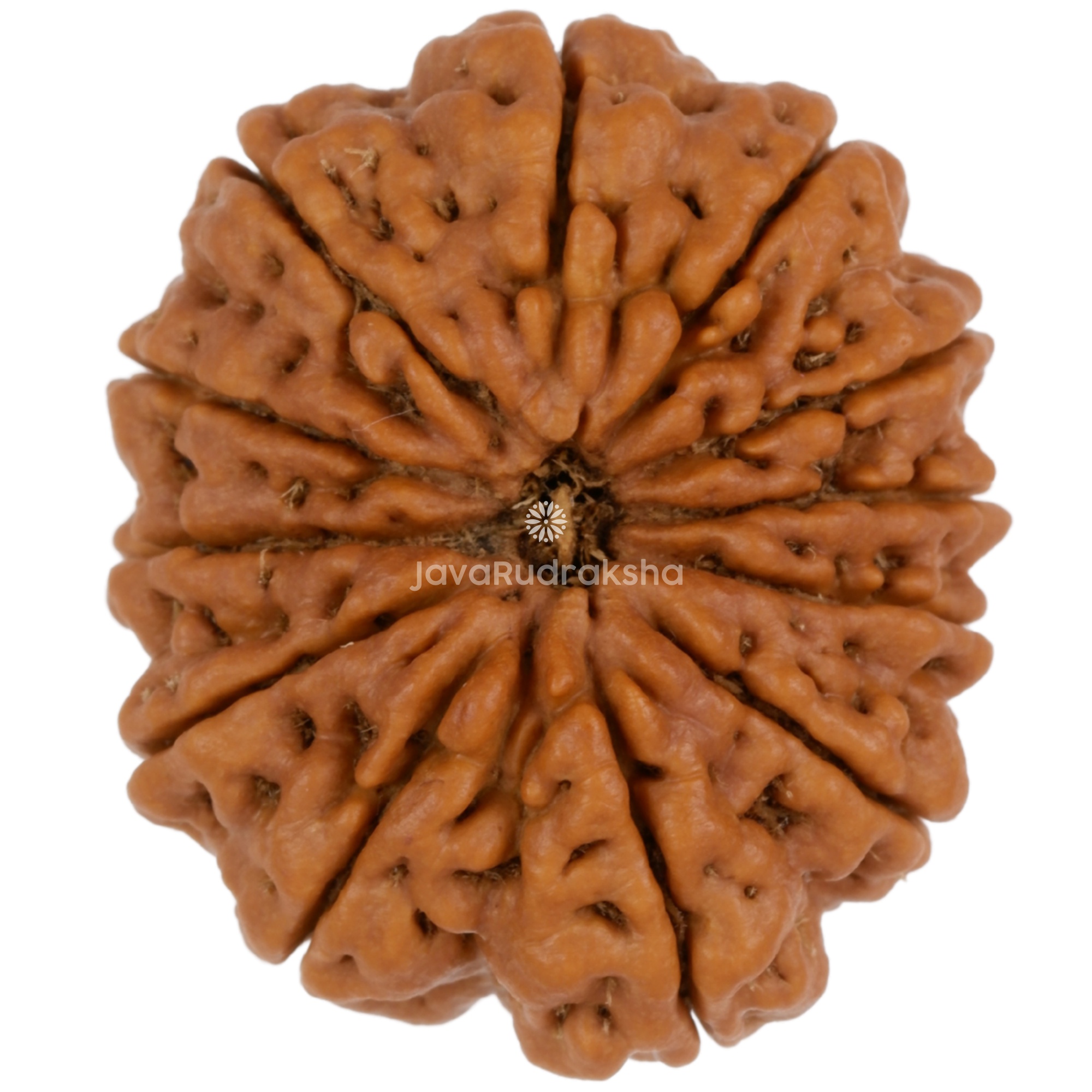 12 Mukhi Java Rudraksha 28.30 mm top view