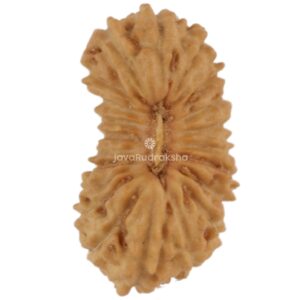 21 Mukhi Java Rudraksha 10.68 mm top view