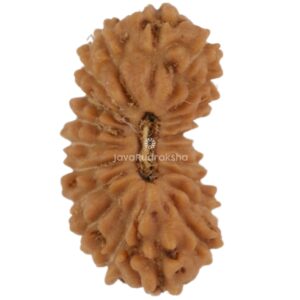 21 Mukhi Java Rudraksha 11.10 mm top view