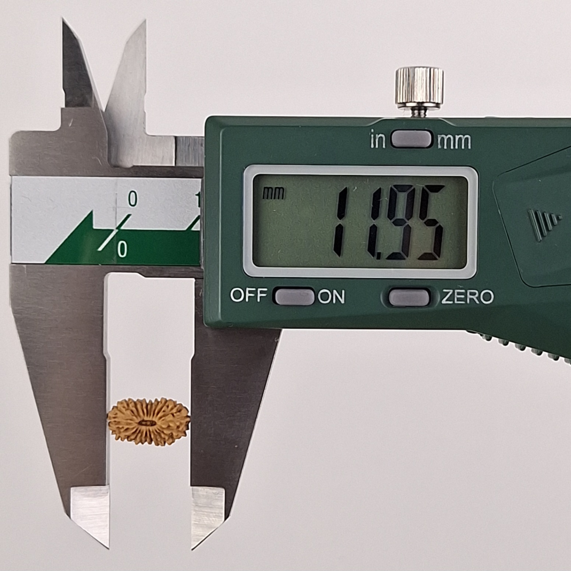 21 Mukhi Java Rudraksha 11.95 mm length measurement