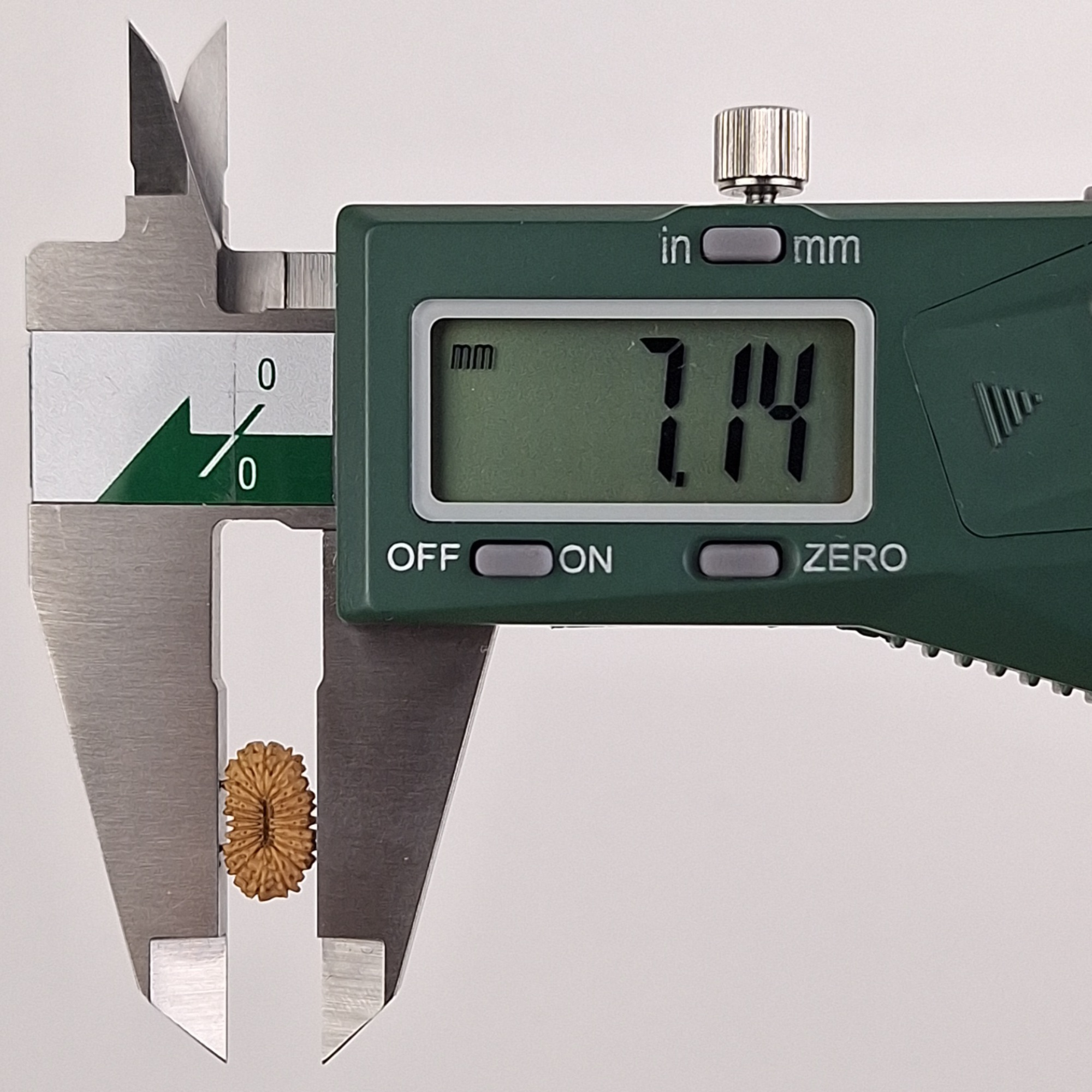 21 Mukhi Java Rudraksha 7.14 mm width measurement