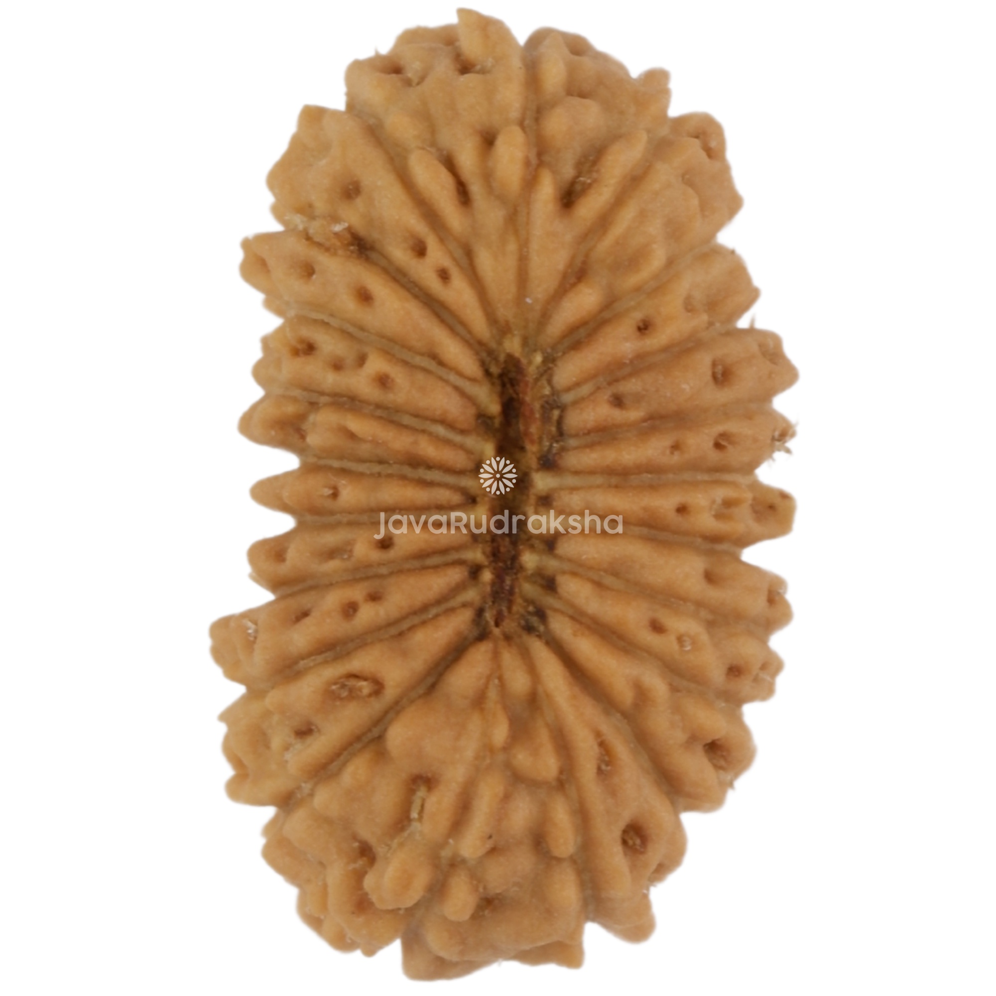 21 Mukhi Java Rudraksha 11.95 mm bottom view