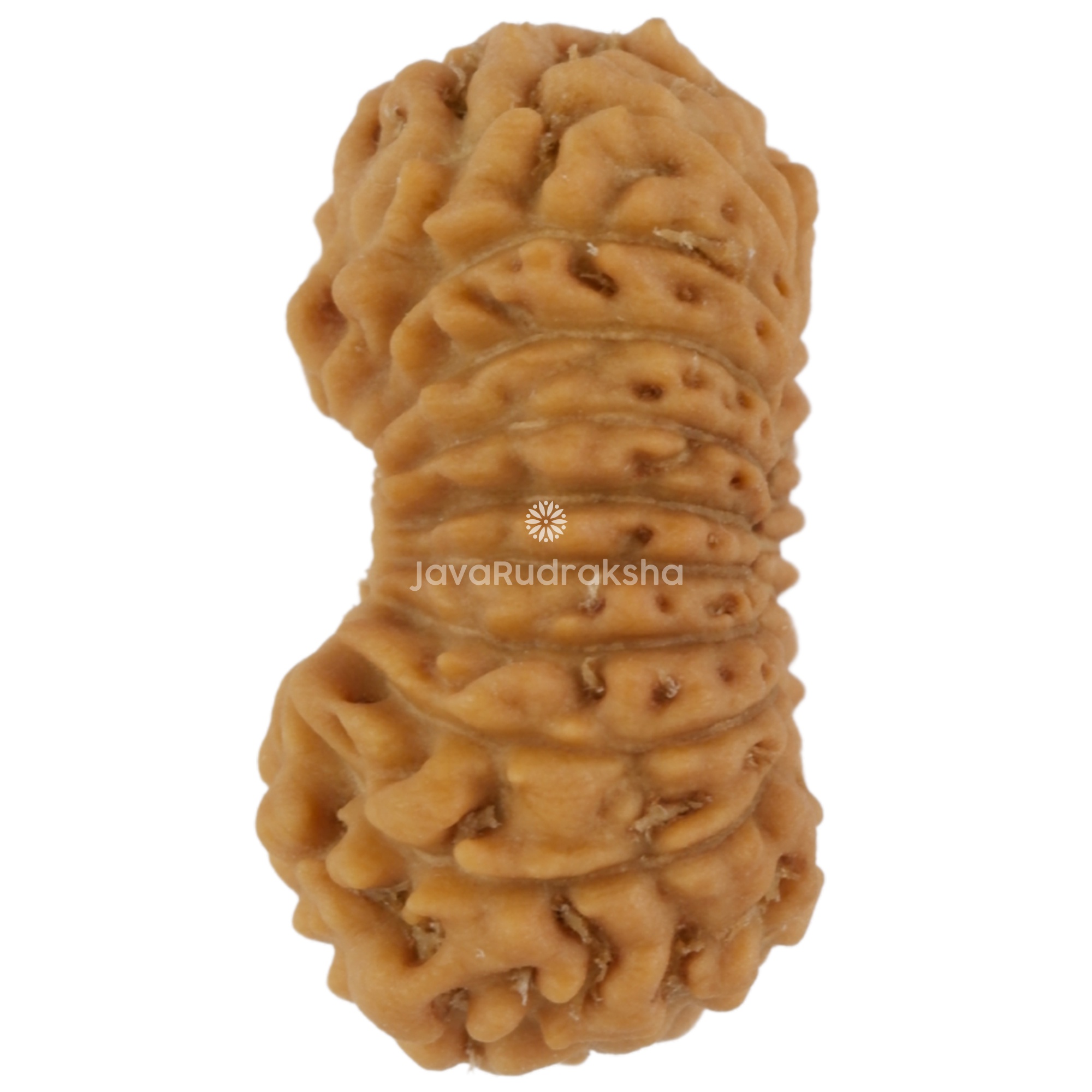 21 Mukhi Java Rudraksha 11.95 mm left side angle