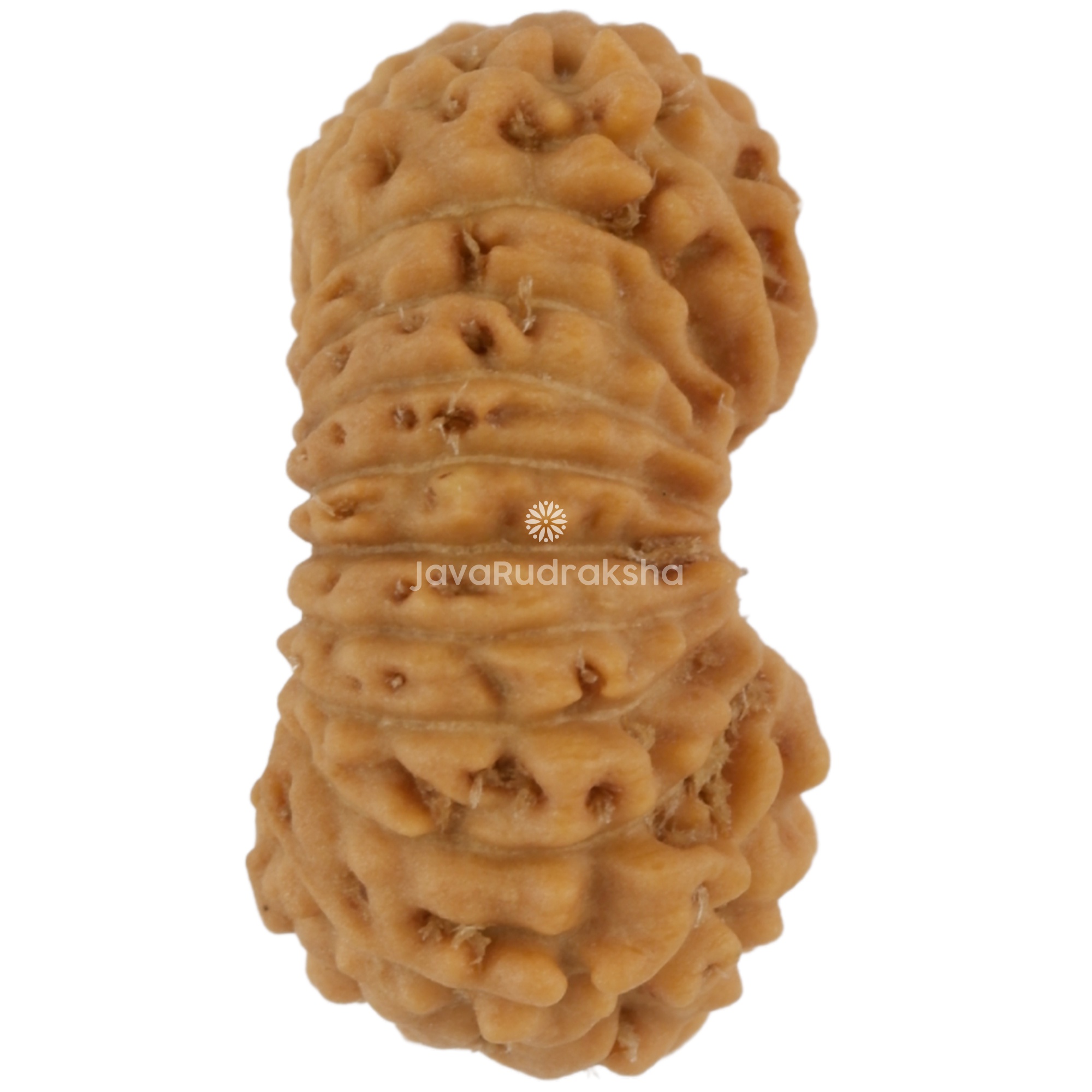 21 Mukhi Java Rudraksha 11.95 mm right side angle