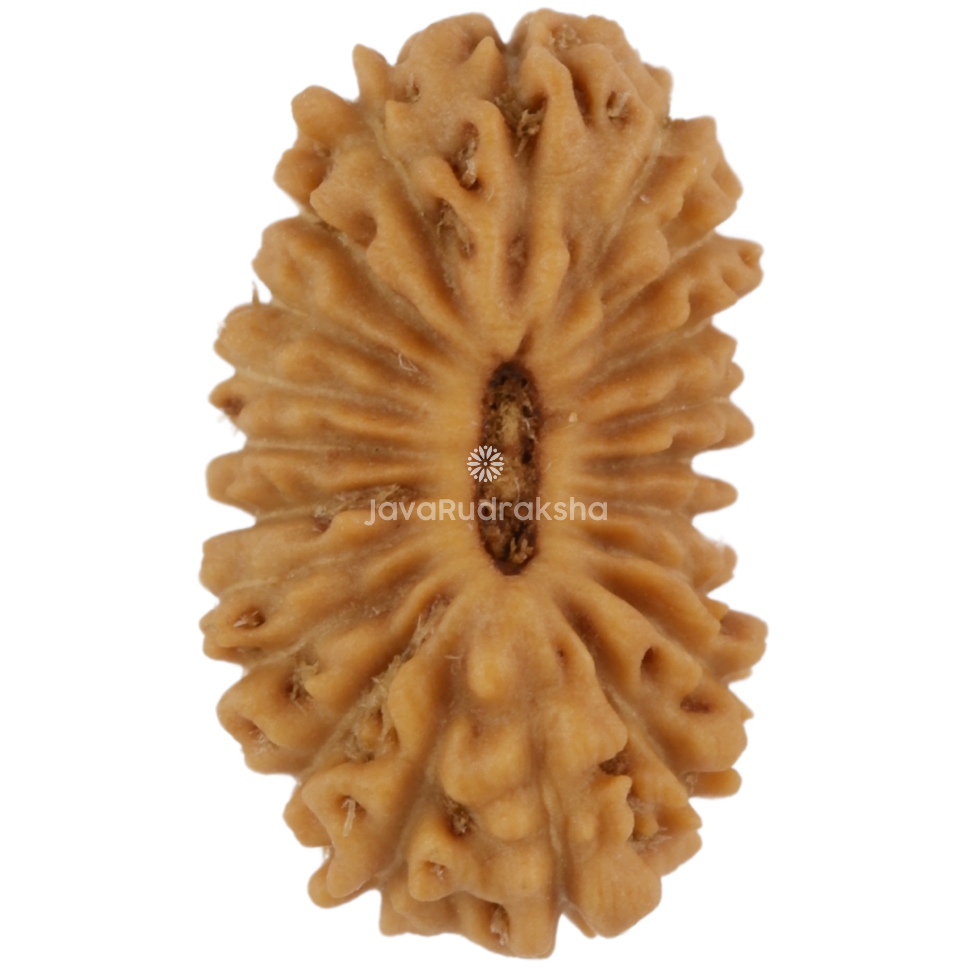 21 Mukhi Java Rudraksha 11.95 mm top view