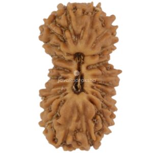 21 Mukhi Java Rudraksha 12.10 mm top view