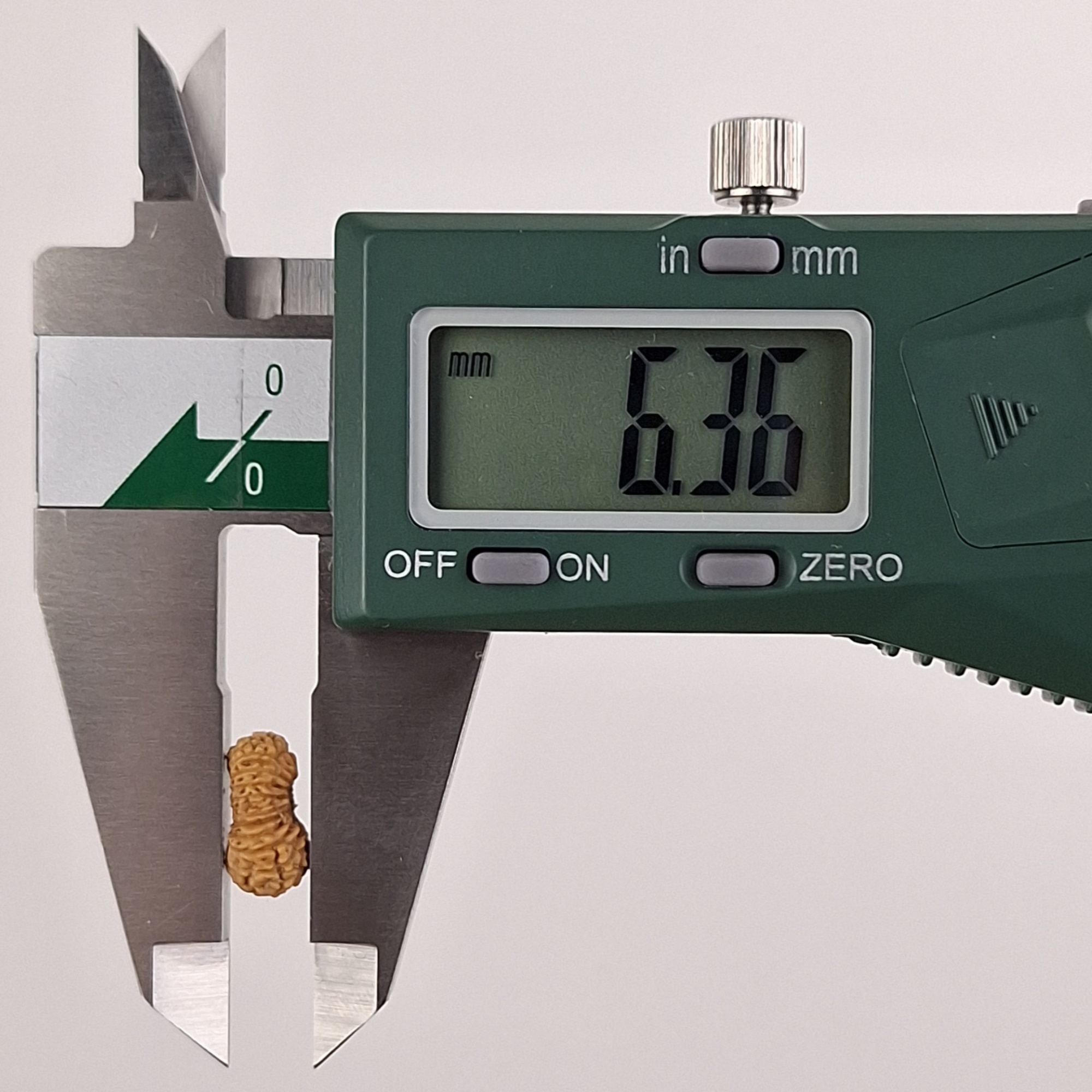 21 Mukhi Java Rudraksha 6.36 mm depth measurement