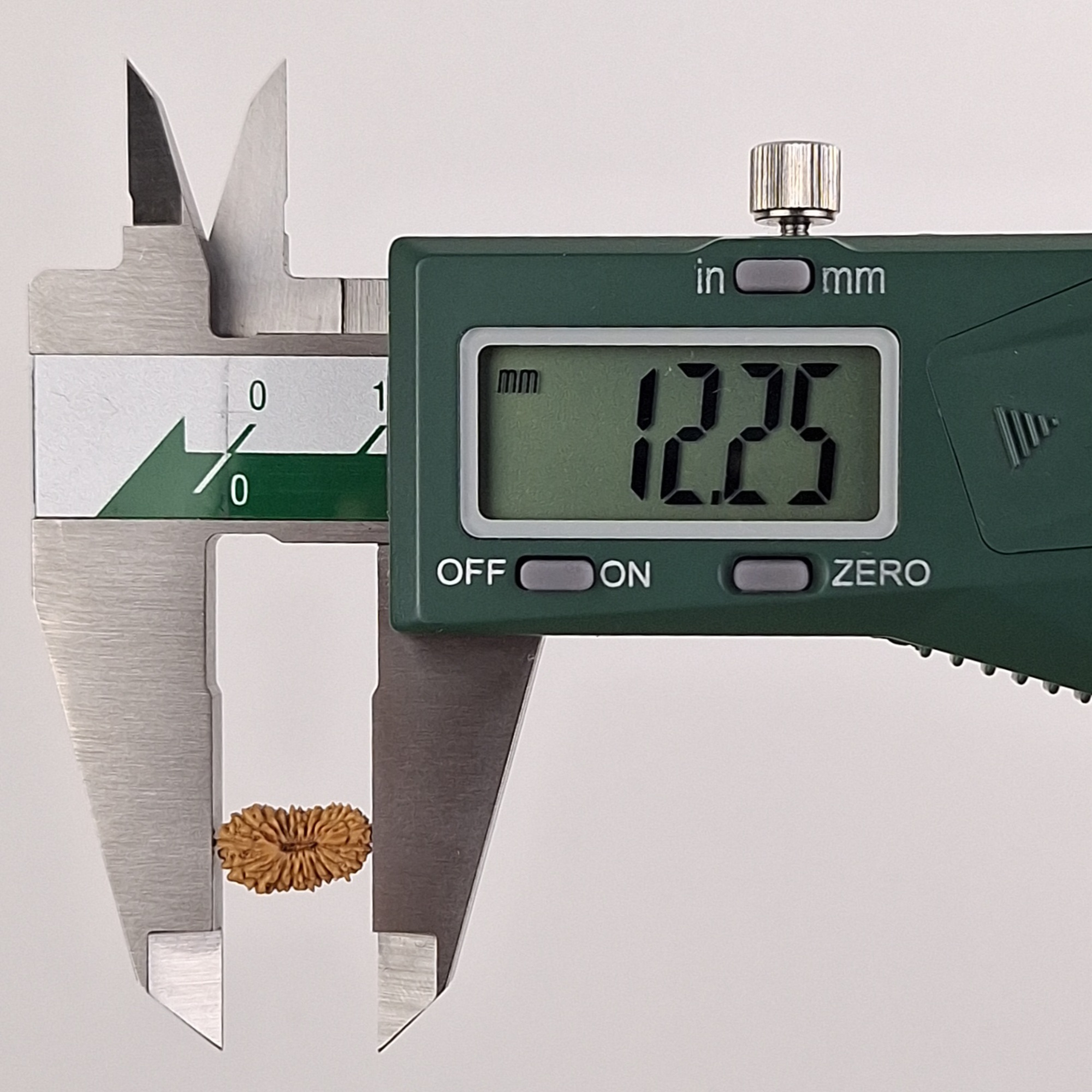 21 Mukhi Java Rudraksha 12.25 mm length measurement