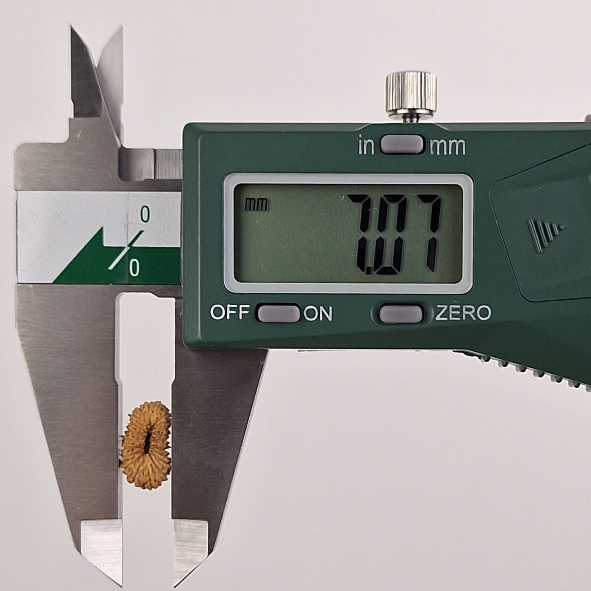 21 Mukhi Java Rudraksha 7.07 mm width measurement