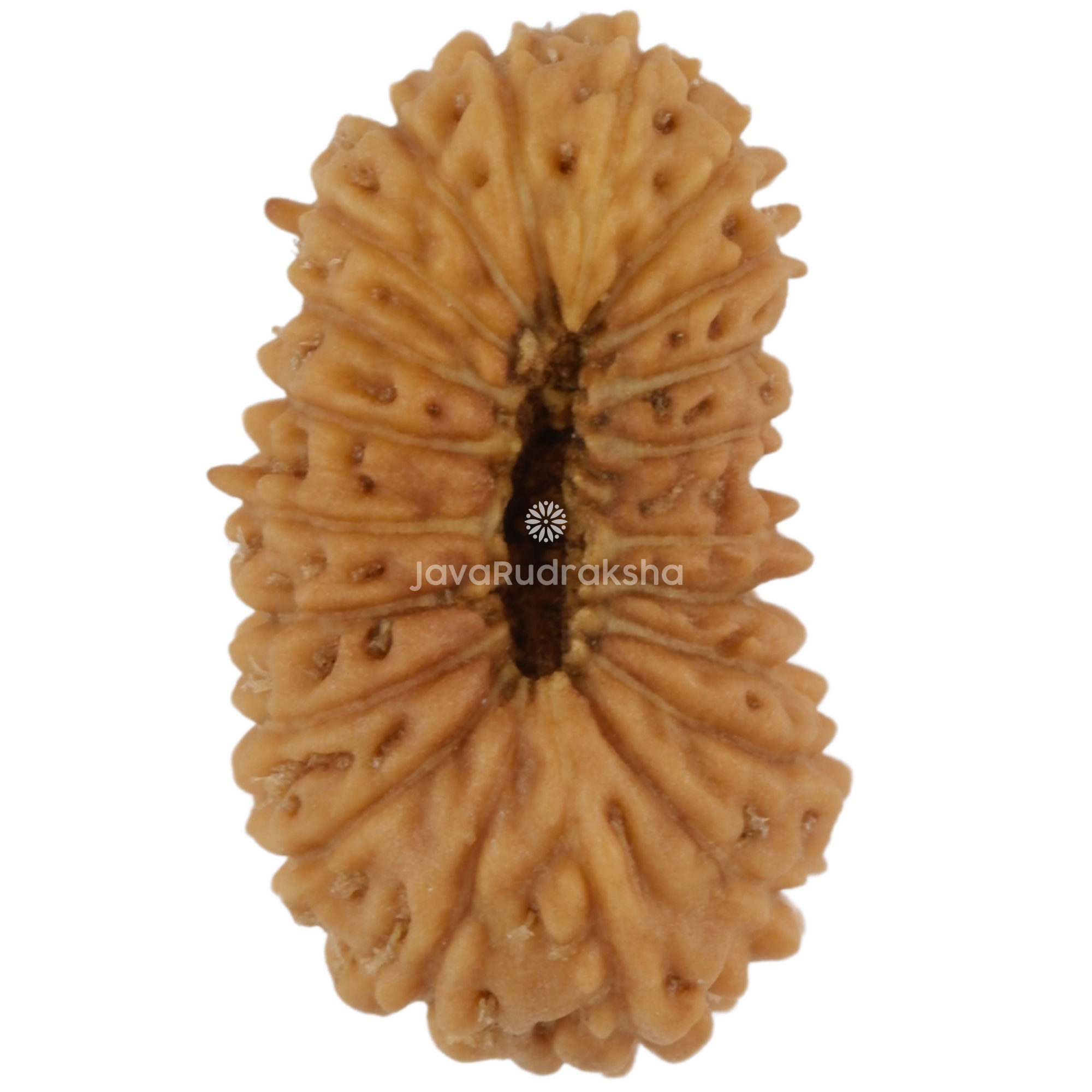 21 Mukhi Java Rudraksha 12.25 mm bottom view
