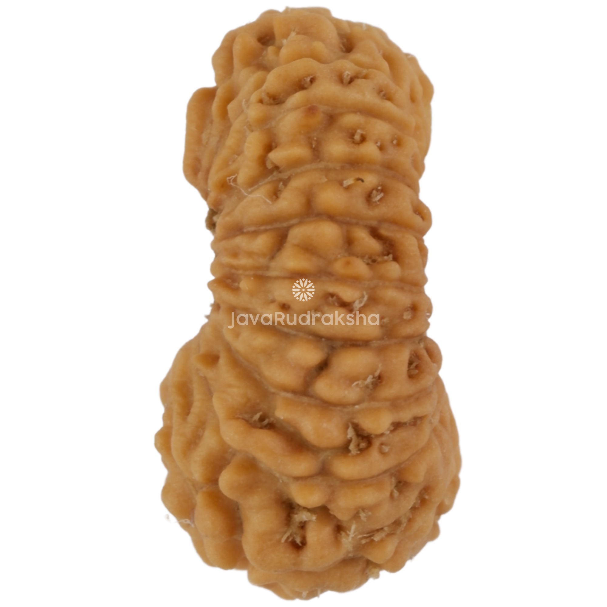 21 Mukhi Java Rudraksha 12.25 mm left side angle