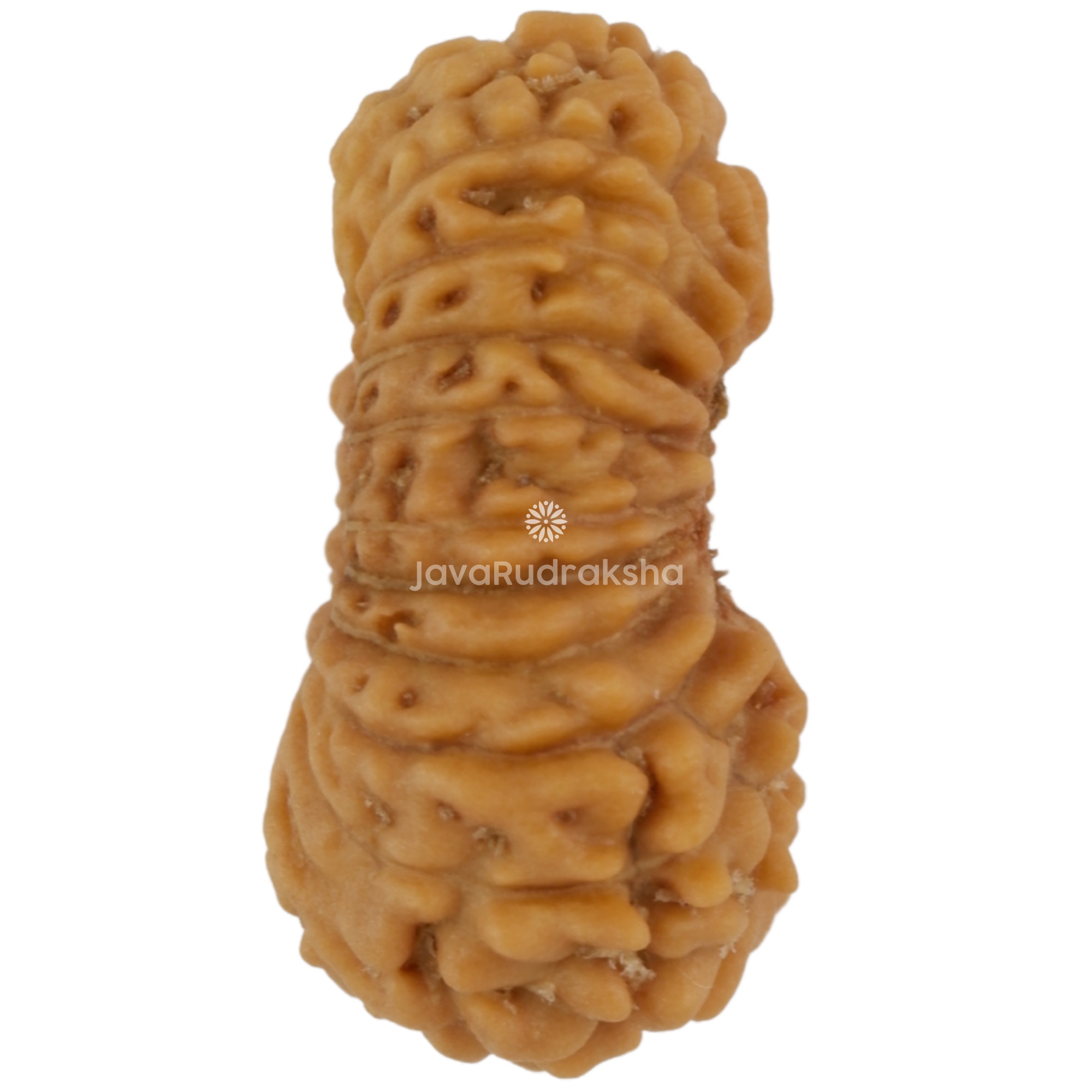 21 Mukhi Java Rudraksha 12.25 mm right side angle