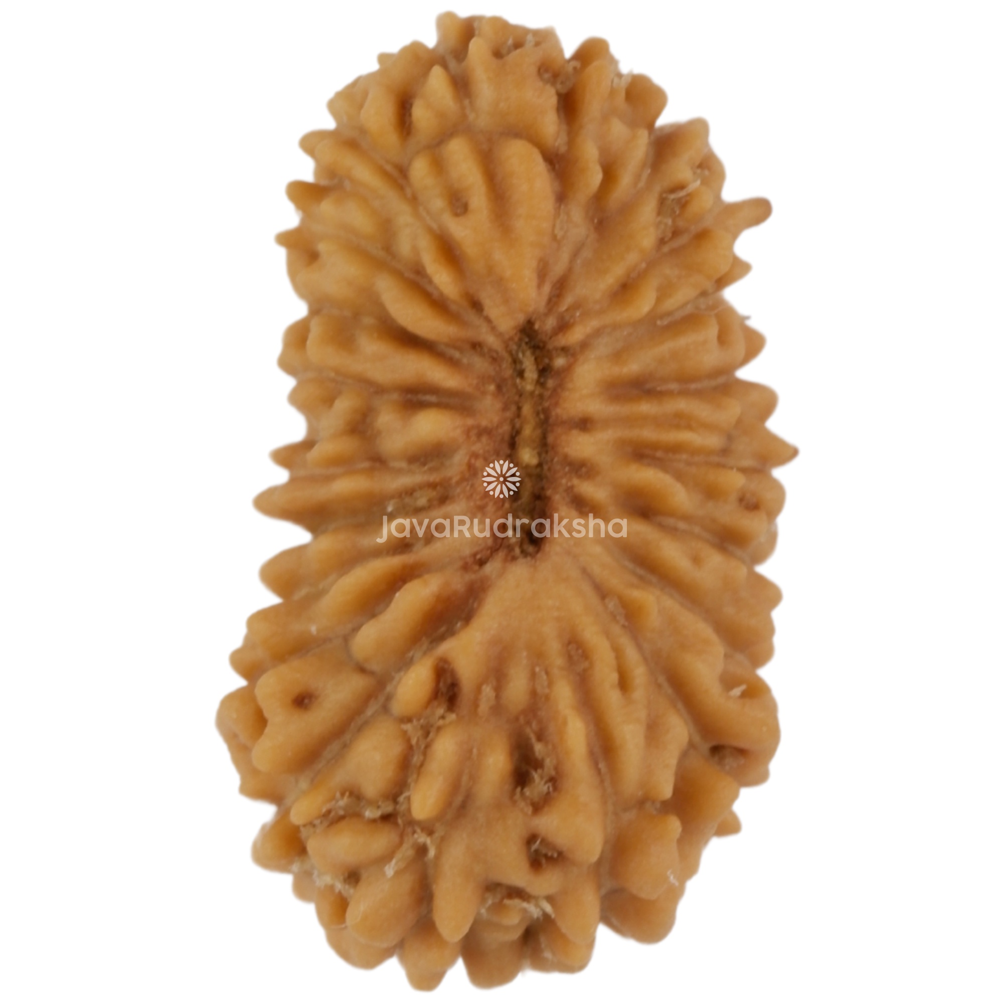 21 Mukhi Java Rudraksha 12.25 mm top view