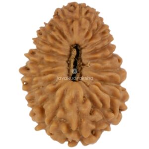 21 Mukhi Java Rudraksha 13.85 mm top view