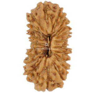 21 Mukhi Java Rudraksha 14.02 mm top view