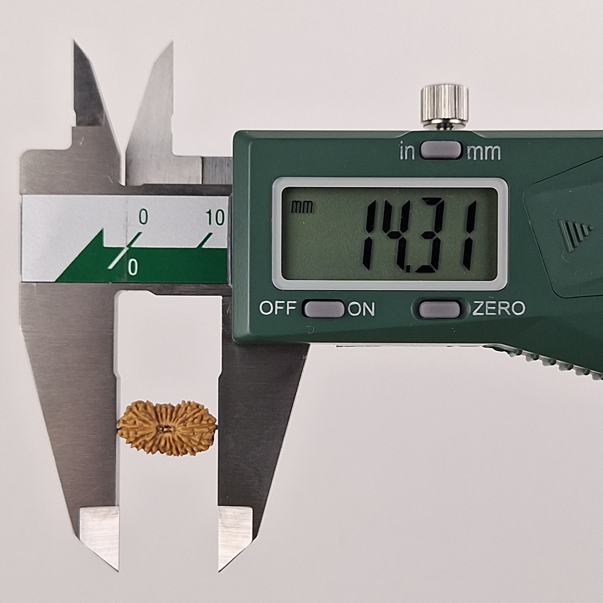 21 Mukhi Java Rudraksha 14.31 mm length measurement