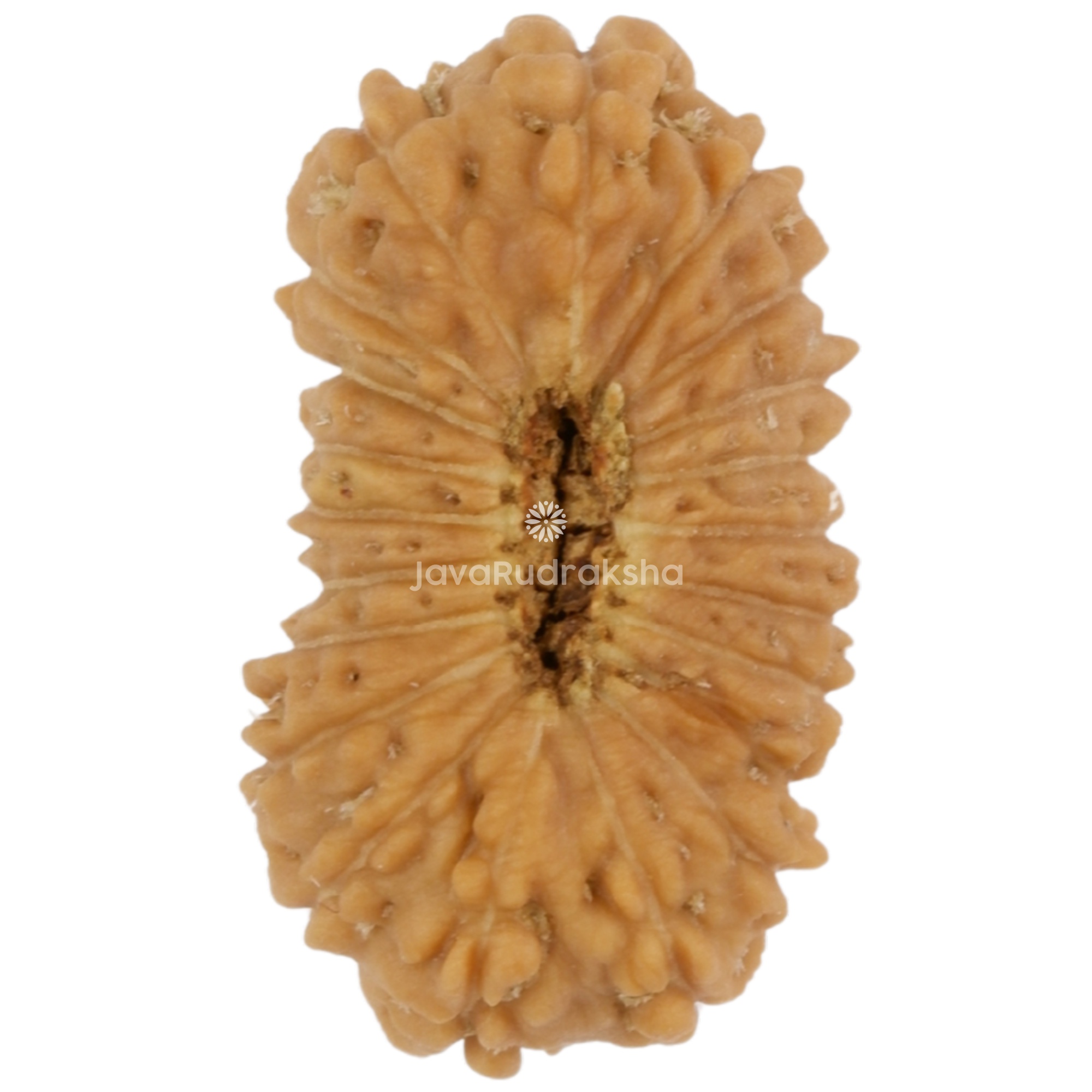21 Mukhi Java Rudraksha 14.31 mm bottom view