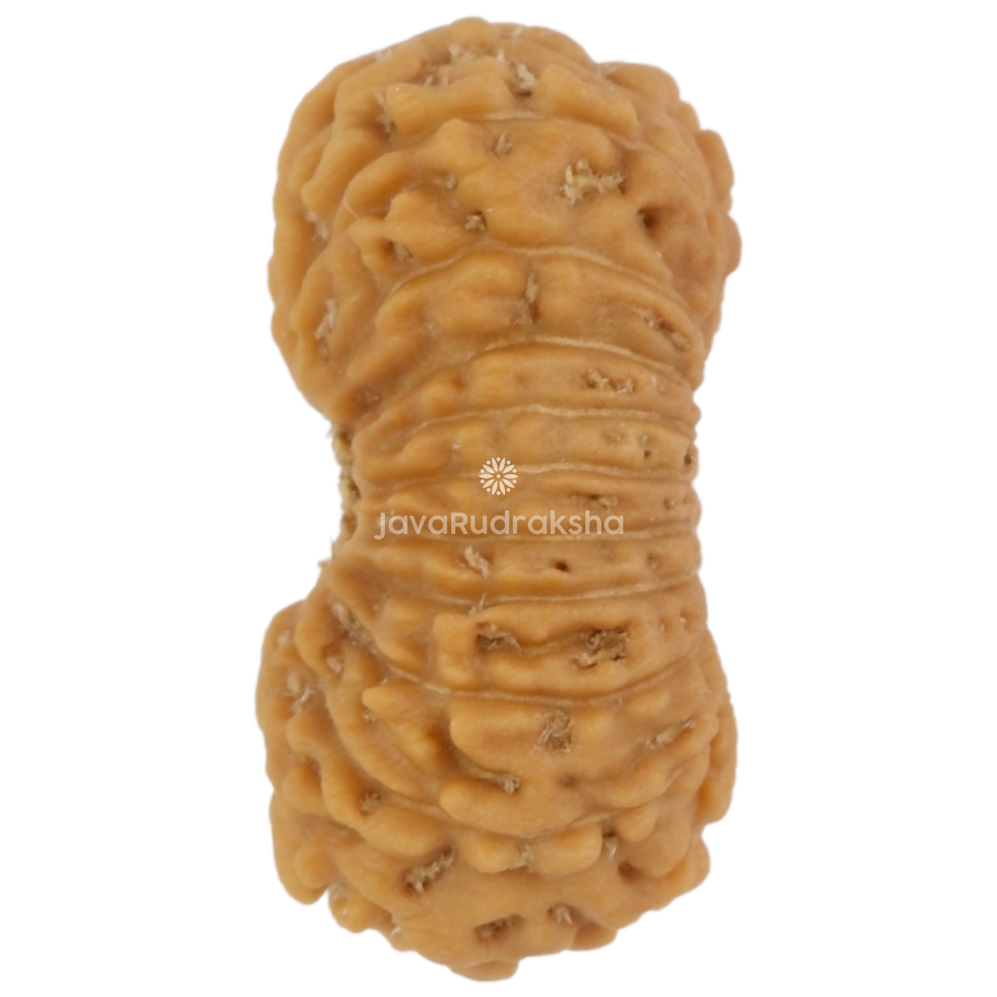 21 Mukhi Java Rudraksha 14.31 mm left side angle