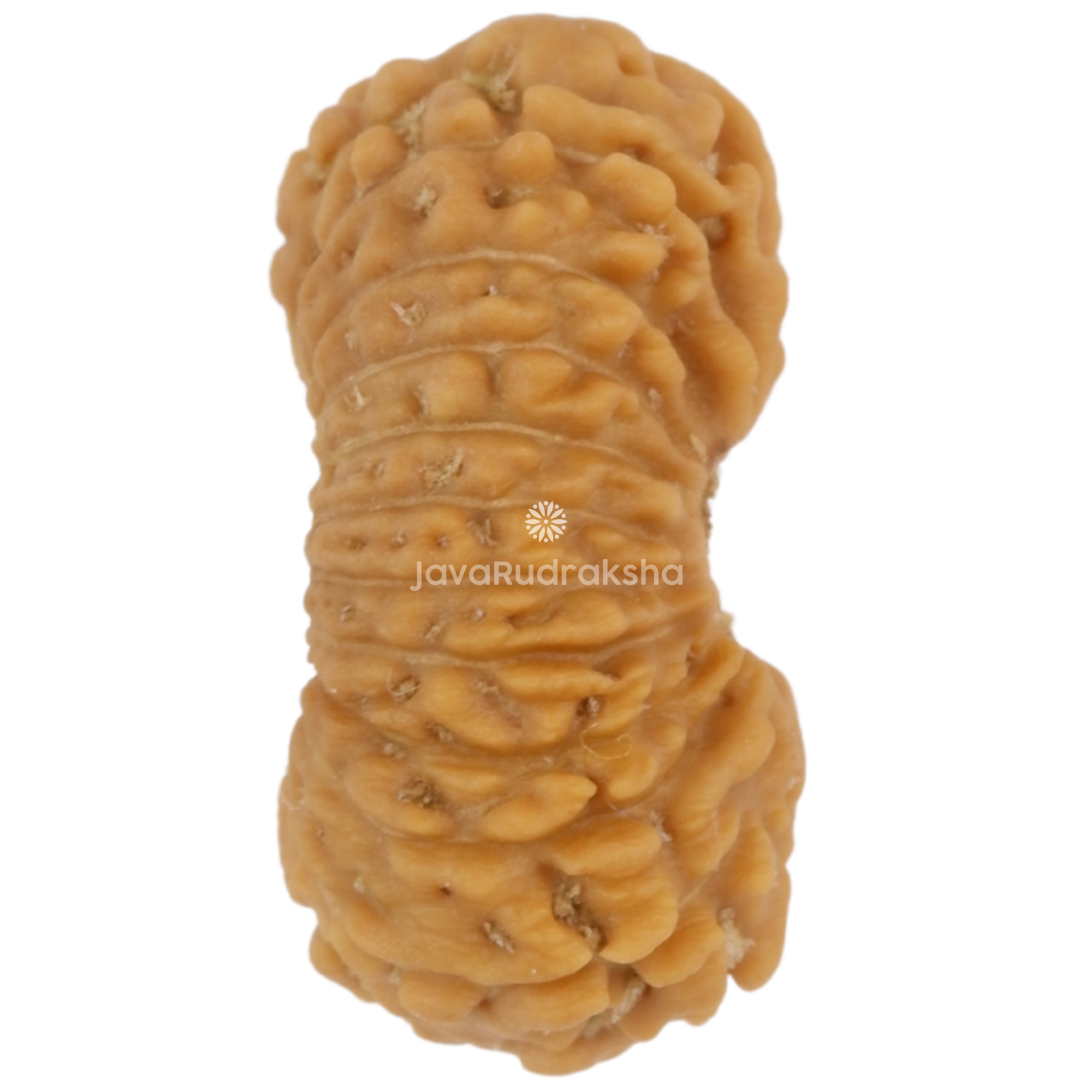 21 Mukhi Java Rudraksha 14.31 mm right side angle