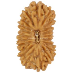 21 Mukhi Java Rudraksha 14.31 mm top view