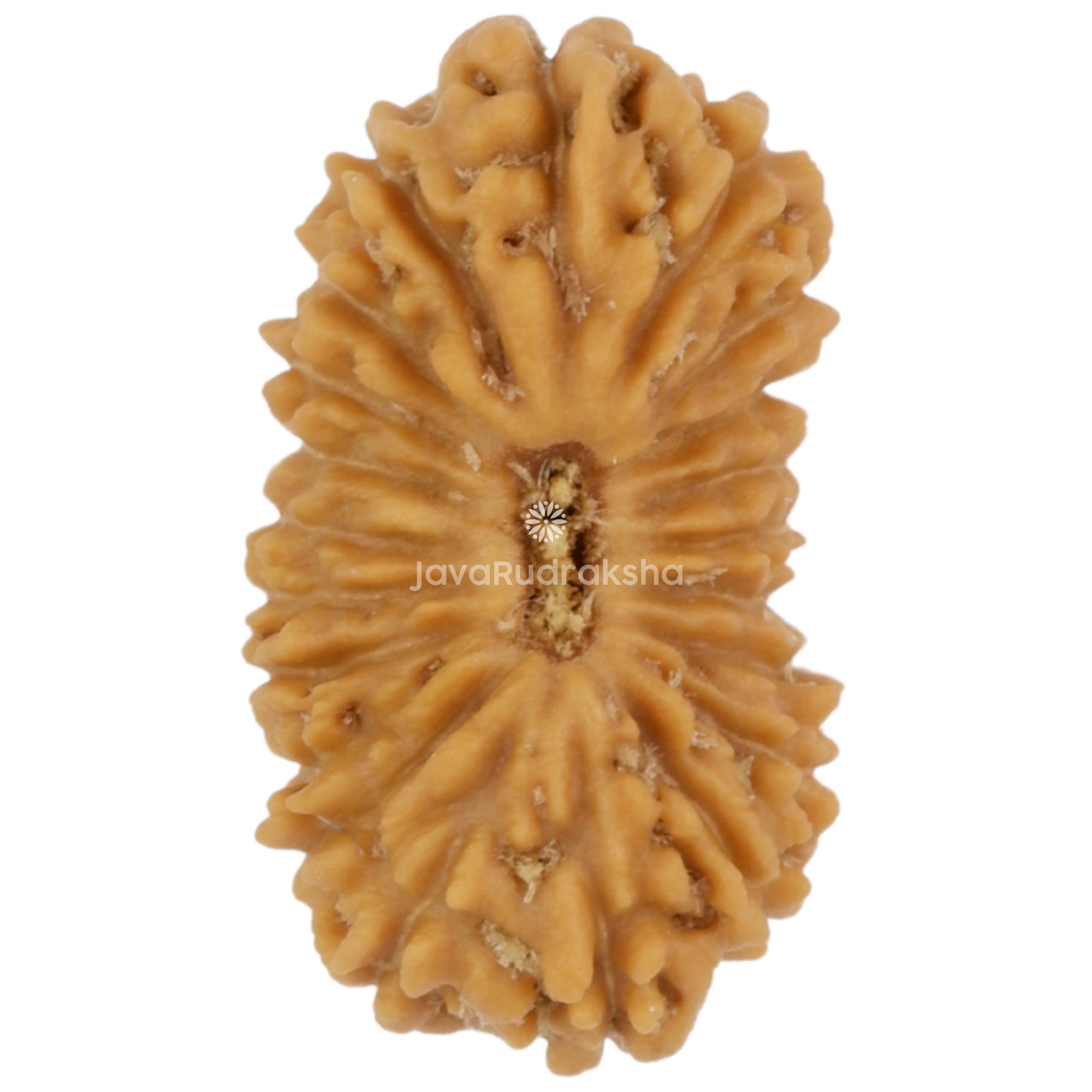 21 Mukhi Java Rudraksha 14.31 mm top view