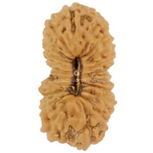 21 Mukhi Java Rudraksha 14.37 mm top view