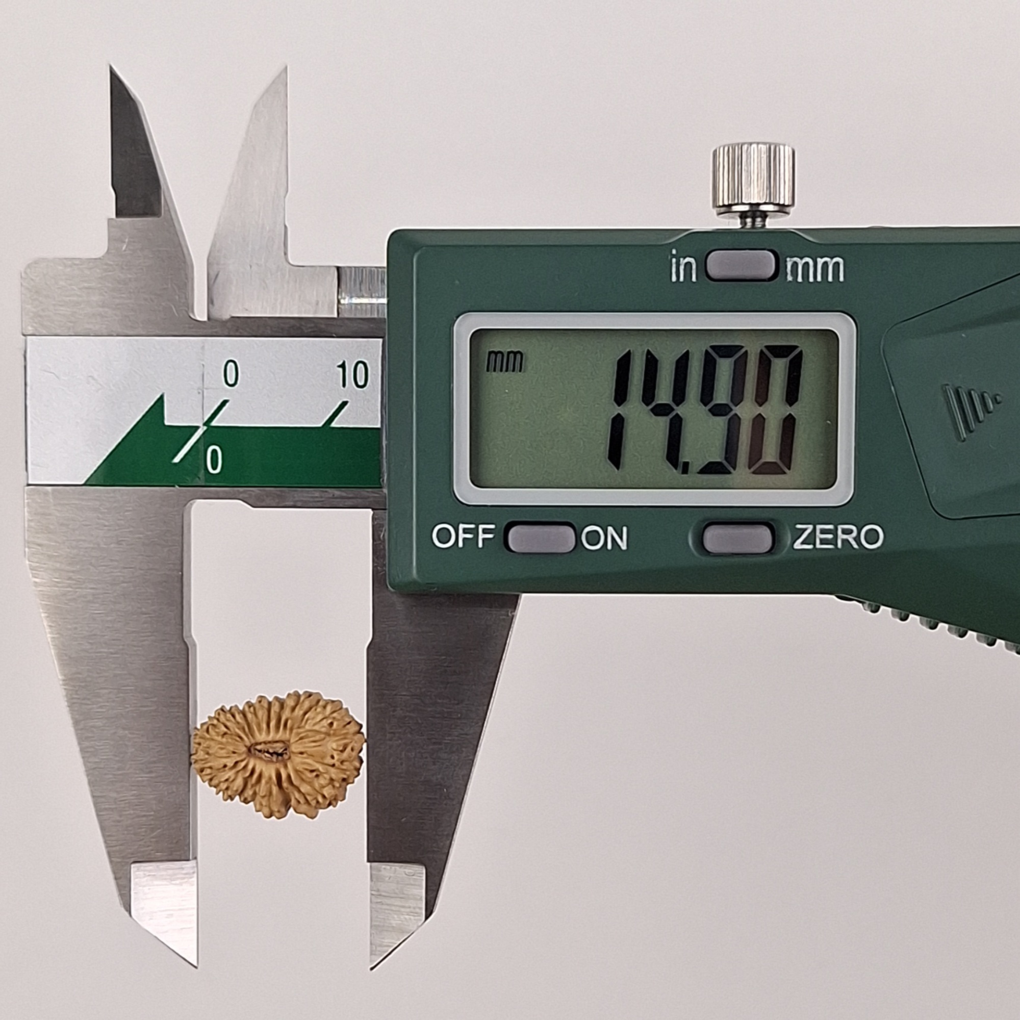 21 Mukhi Java Rudraksha 14.90 mm length measurement