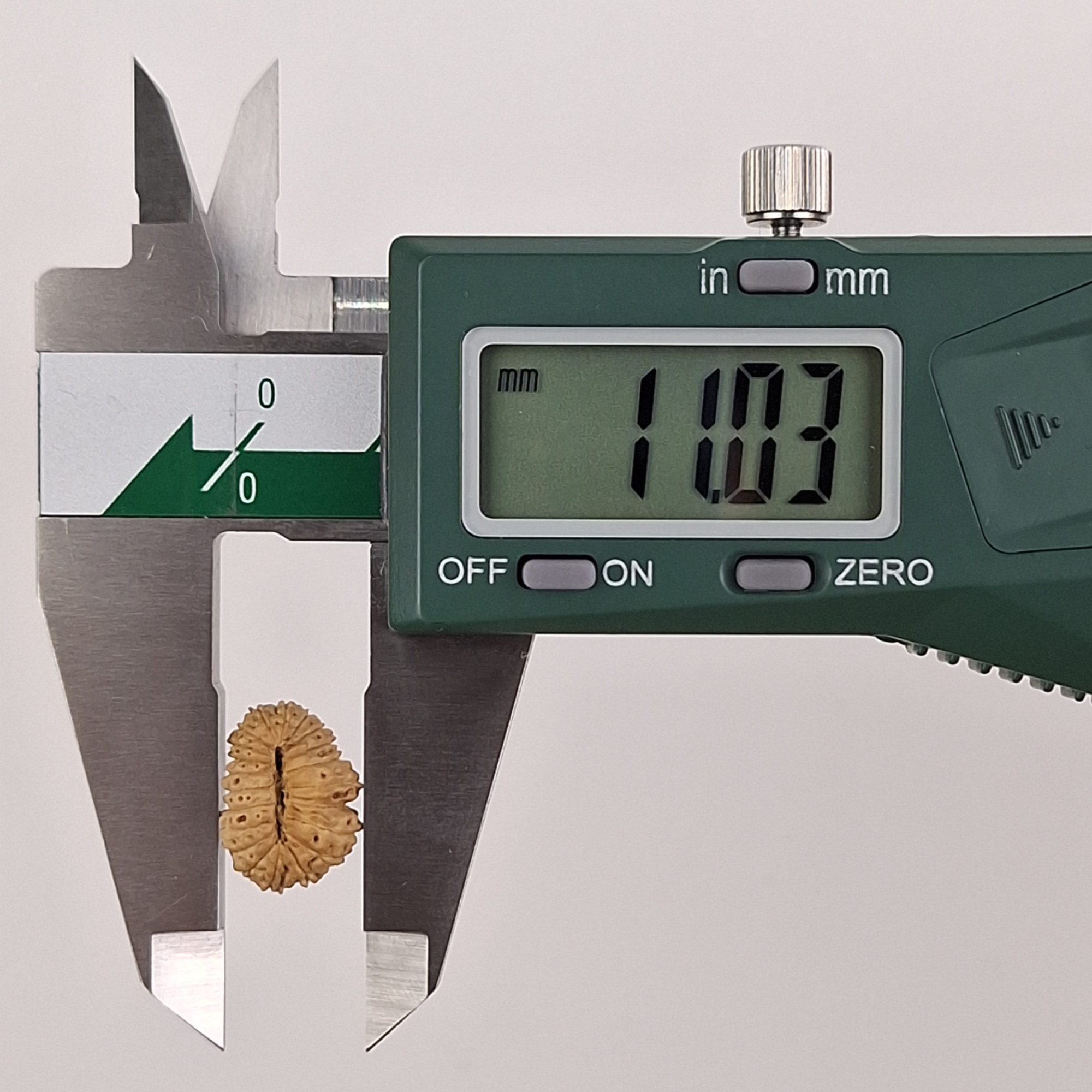 21 Mukhi Java Rudraksha 11.03 mm width measurement