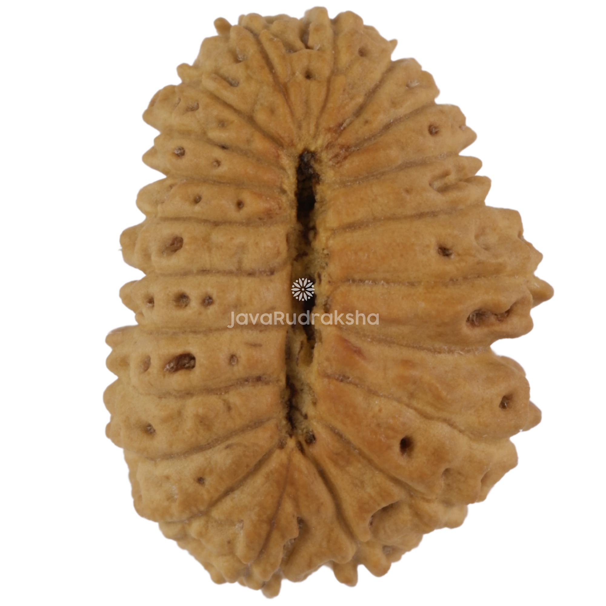 21 Mukhi Java Rudraksha 14.90 mm bottom view