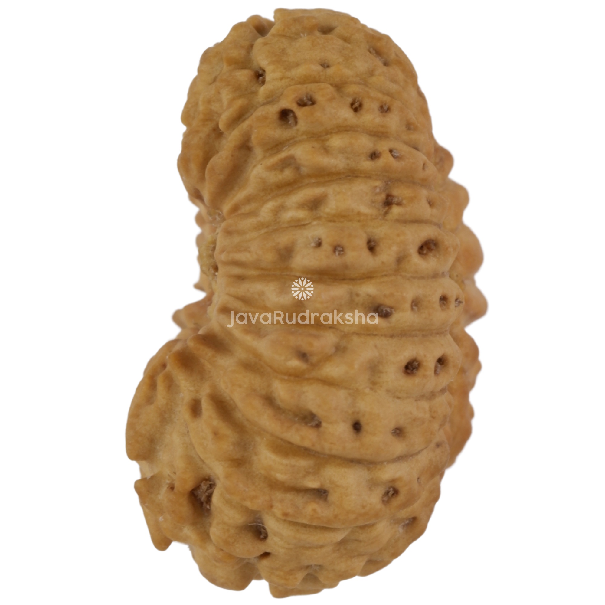 21 Mukhi Java Rudraksha 14.90 mm left side angle