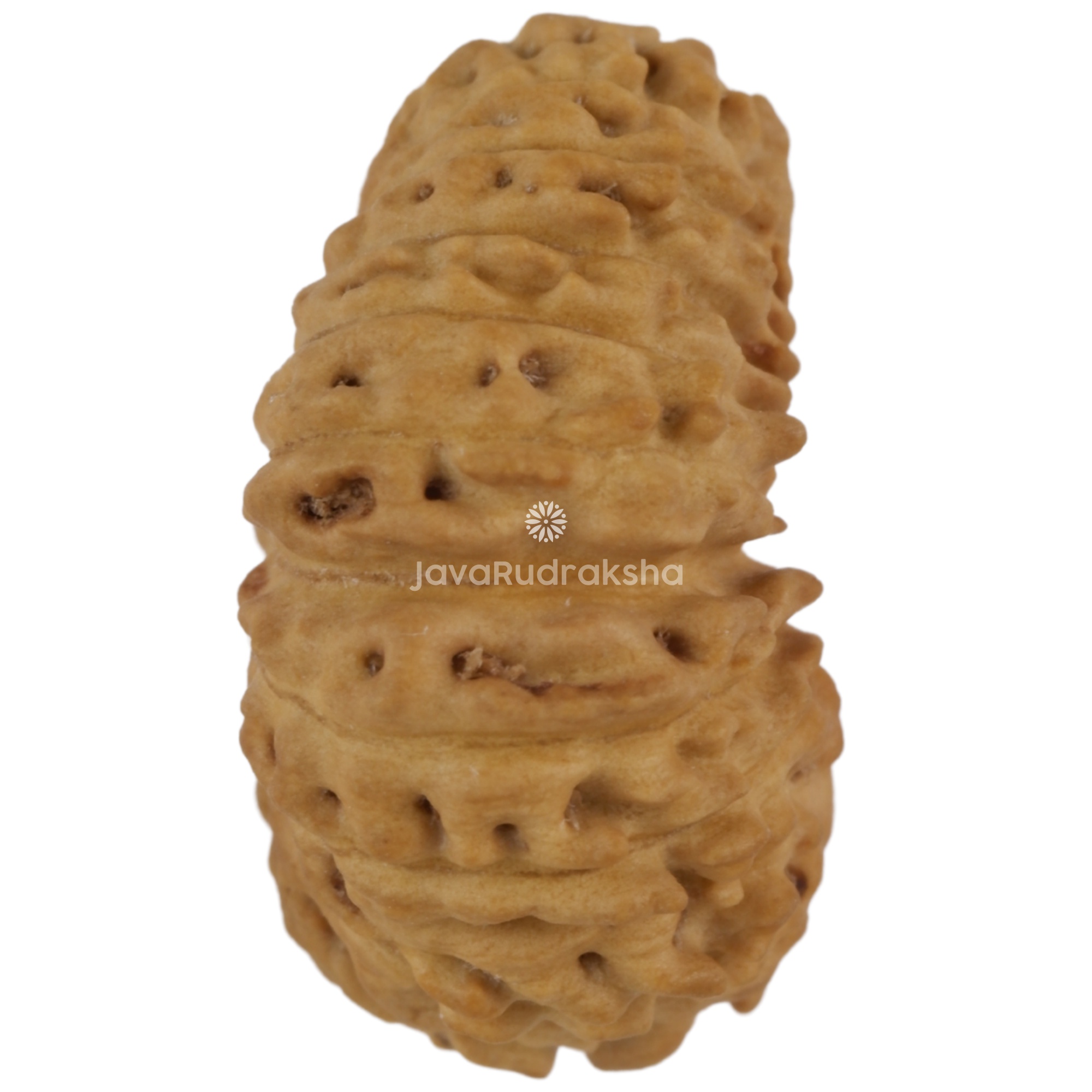 21 Mukhi Java Rudraksha 14.90 mm right side angle