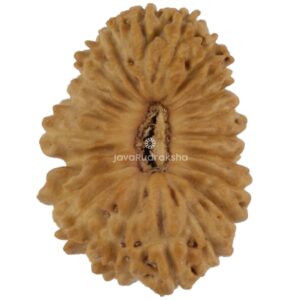 21 Mukhi Java Rudraksha 14.90 mm top view