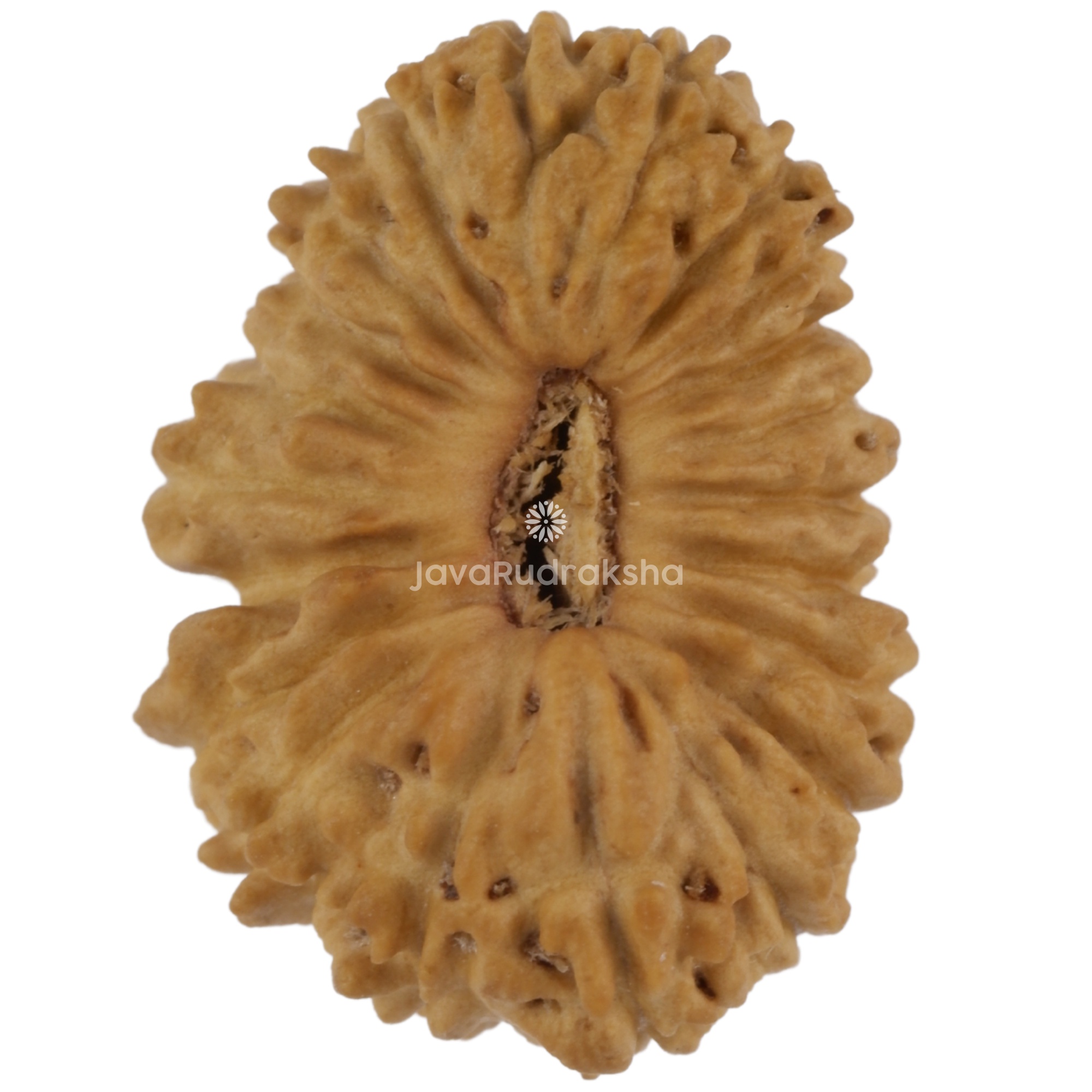 21 Mukhi Java Rudraksha 14.90 mm top view