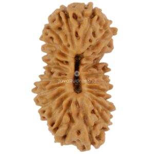 21 Mukhi Java Rudraksha 16.37 mm top view