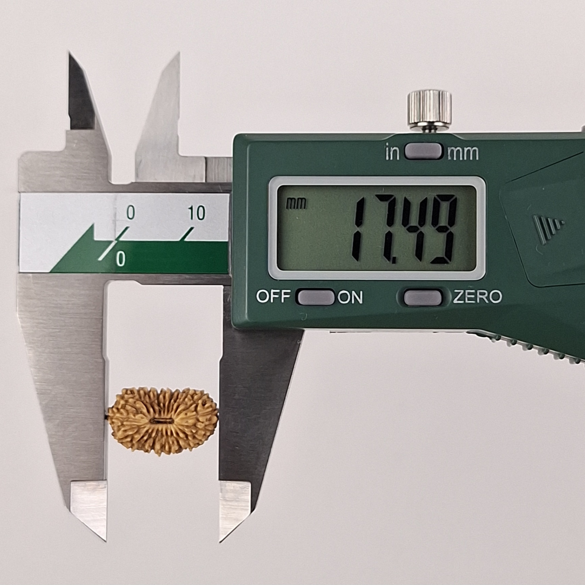 21 Mukhi Java Rudraksha 17.49 mm length measurement