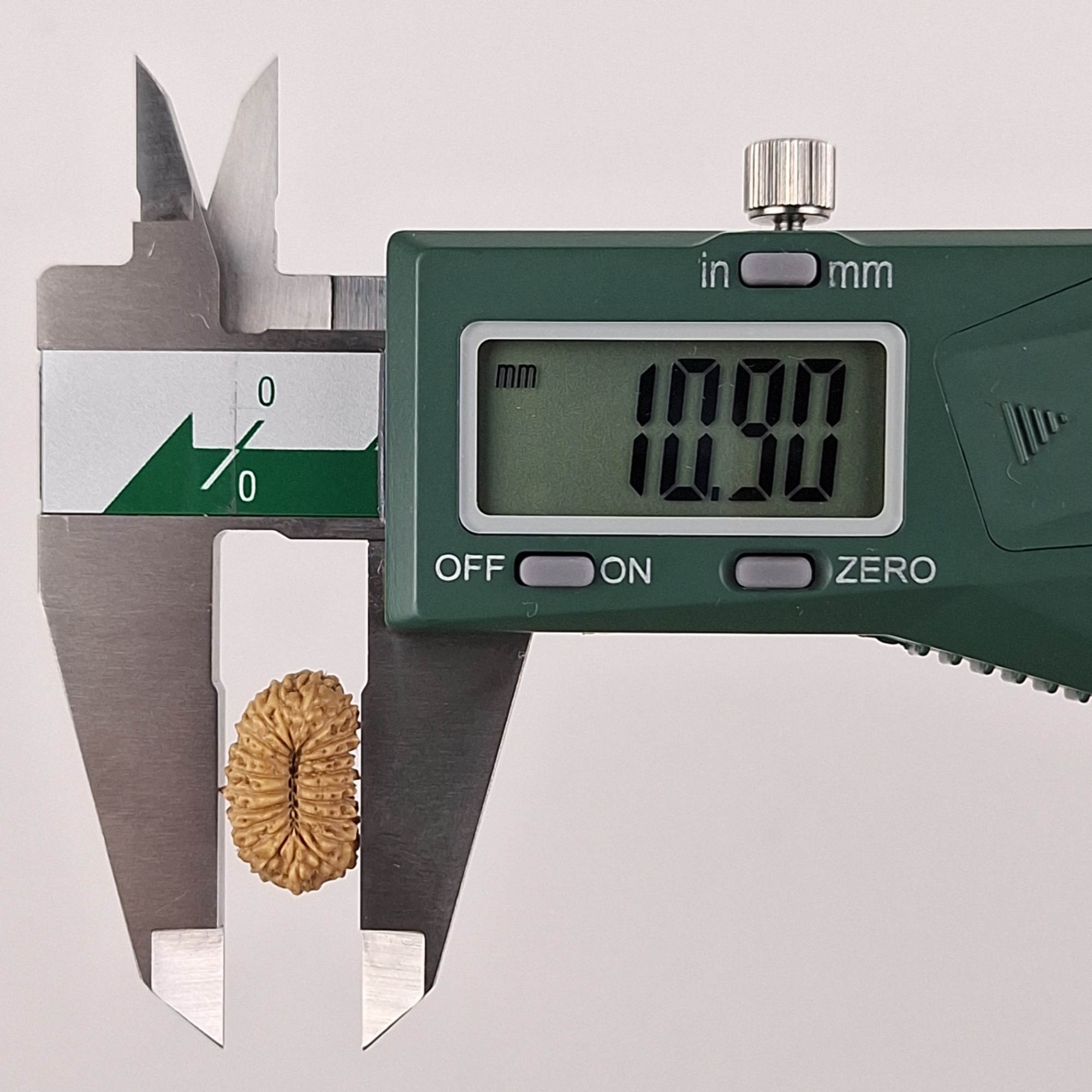 21 Mukhi Java Rudraksha 10.90 mm width measurement