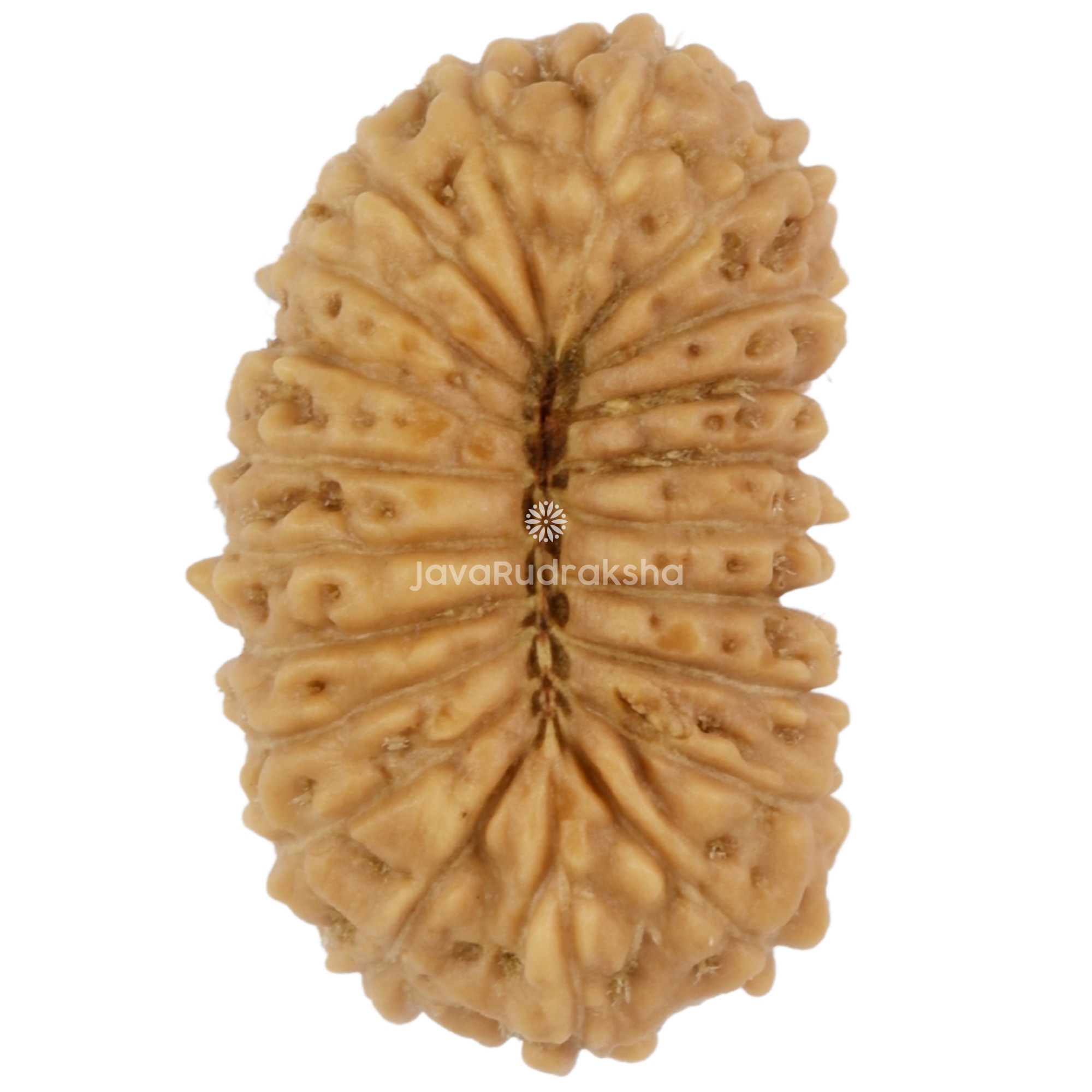 21 Mukhi Java Rudraksha 17.49 mm bottom view