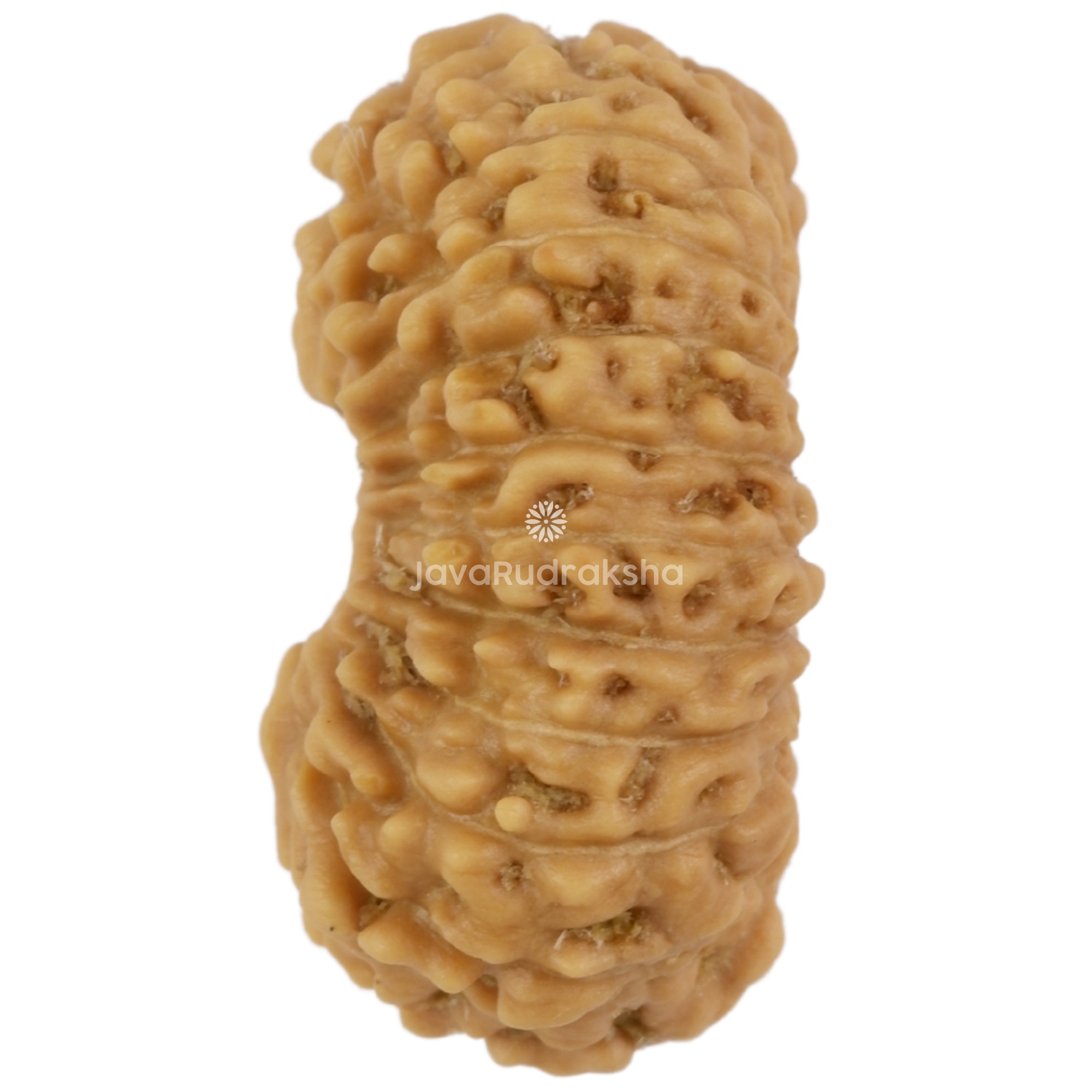 21 Mukhi Java Rudraksha 17.49 mm left side angle