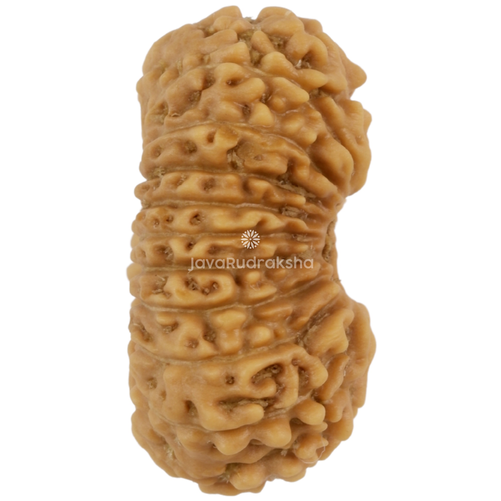 21 Mukhi Java Rudraksha 17.49 mm right side angle