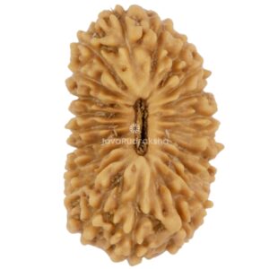 21 Mukhi Java Rudraksha 17.49 mm top view