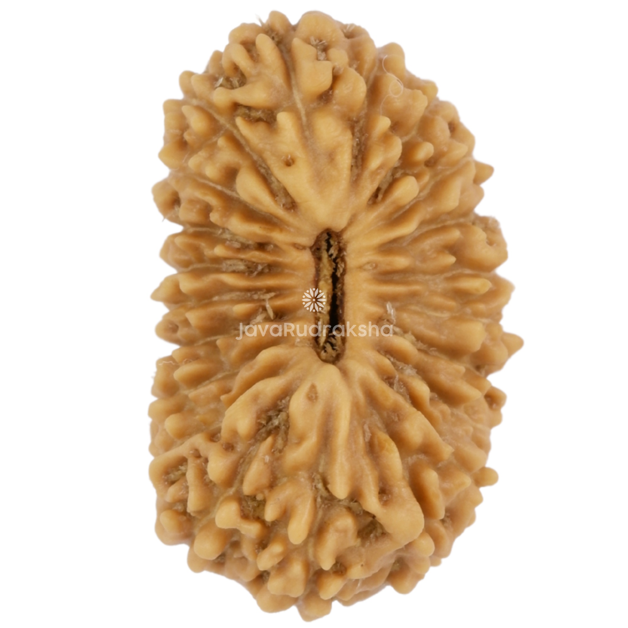 21 Mukhi Java Rudraksha 17.49 mm top view