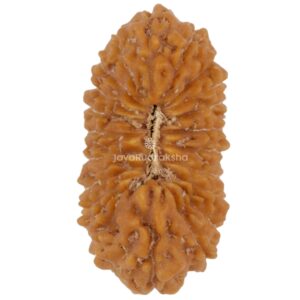 21 Mukhi Java Rudraksha 21.06 mm top view