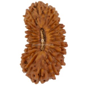 24 Mukhi Java Rudraksha 15.64 mm top view