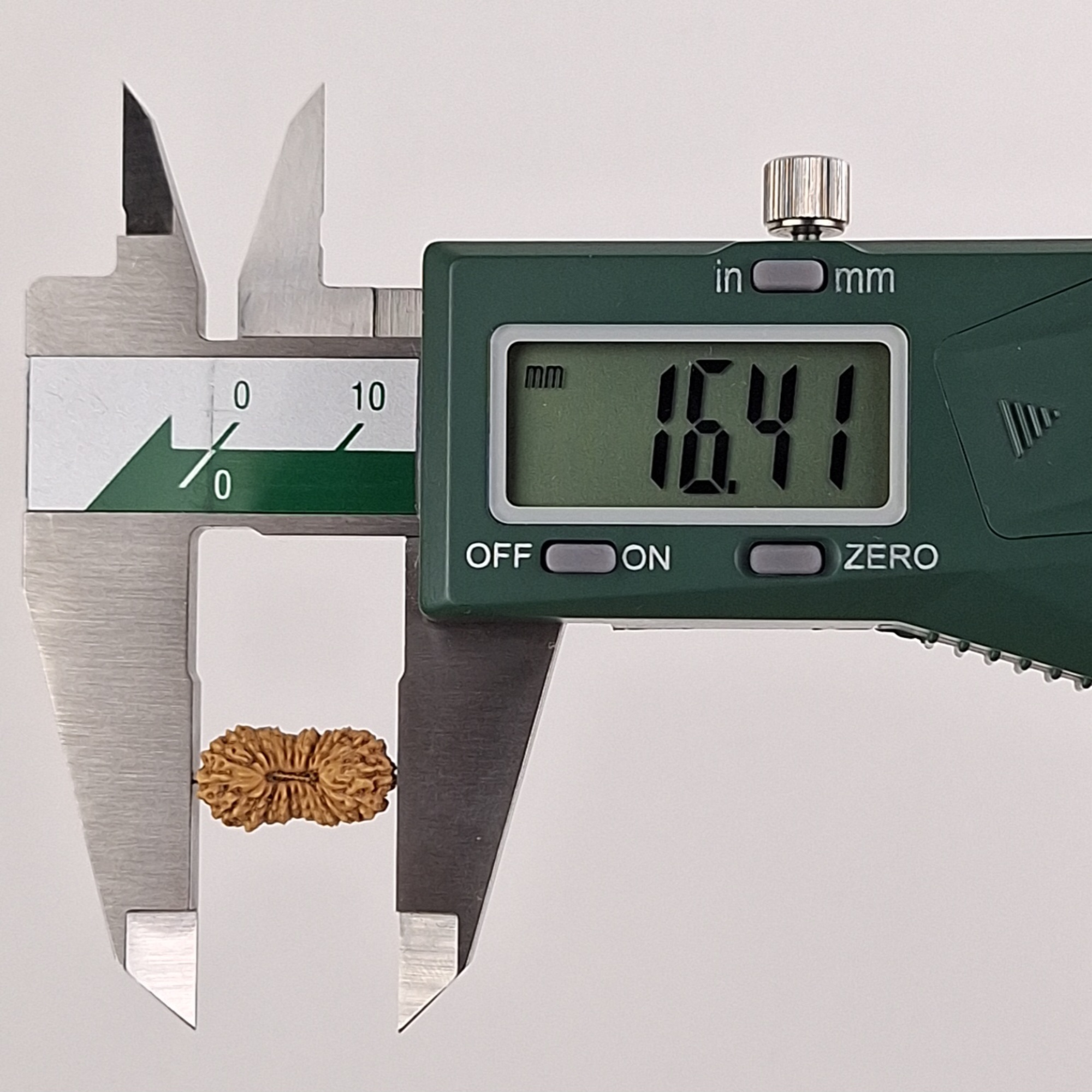 24 Mukhi Java Rudraksha 16.41 mm length measurement