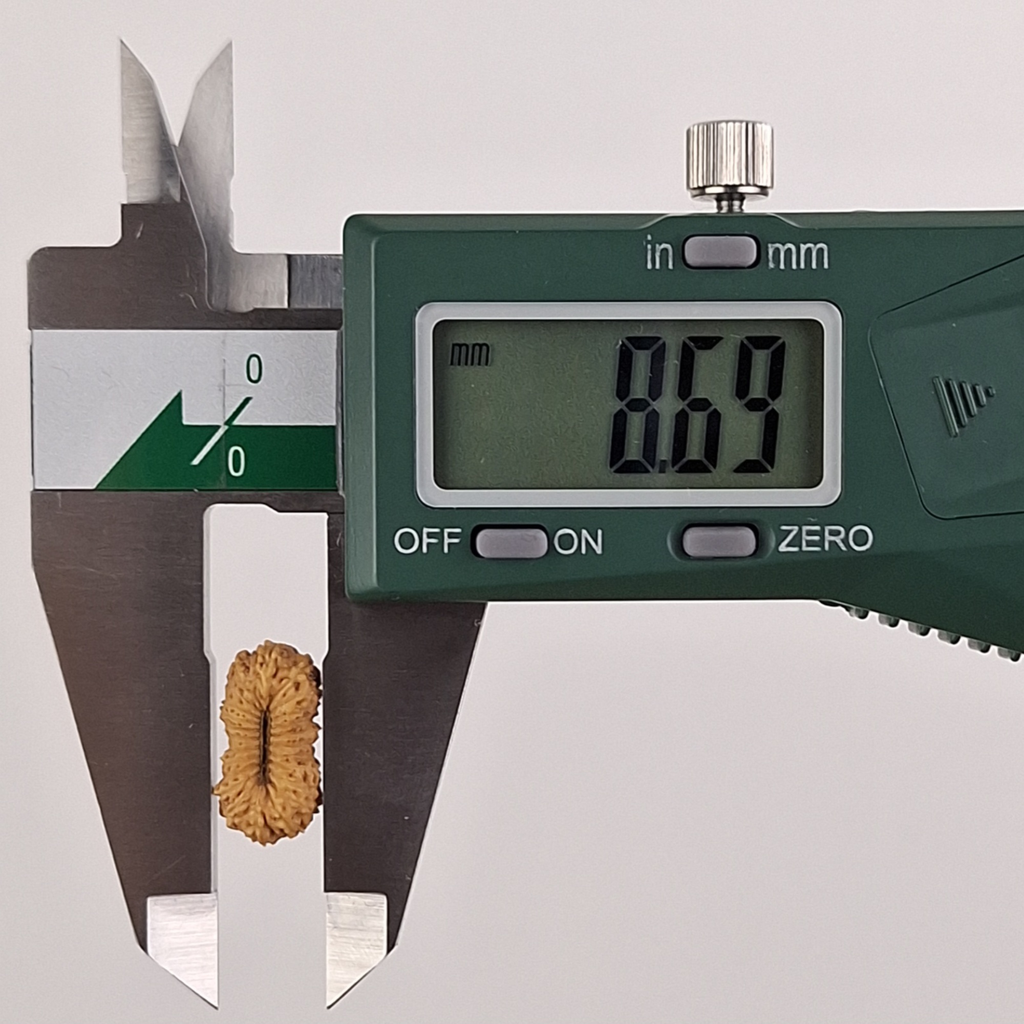 24 Mukhi Java Rudraksha 8.69 mm width measurement