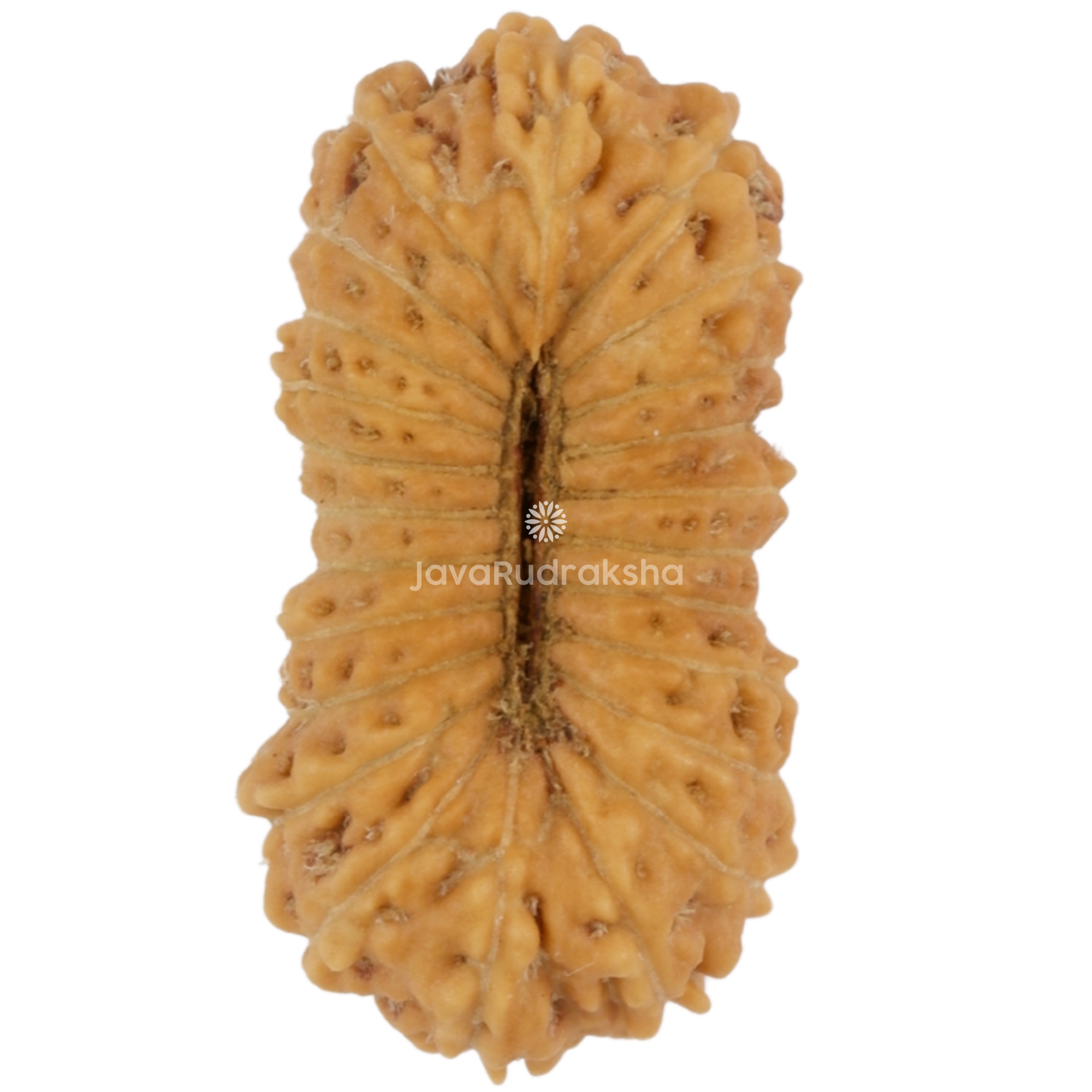 24 Mukhi Java Rudraksha 16.41 mm bottom view