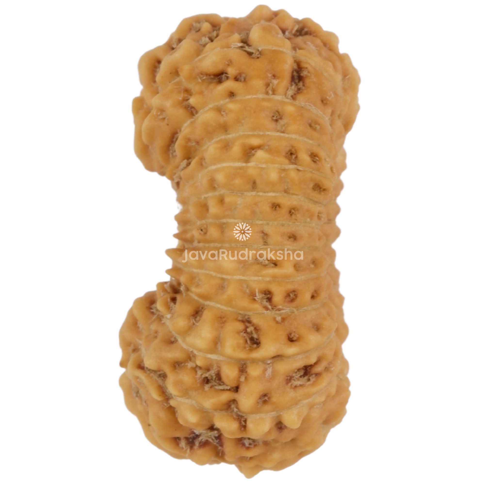 24 Mukhi Java Rudraksha 16.41 mm left side angle